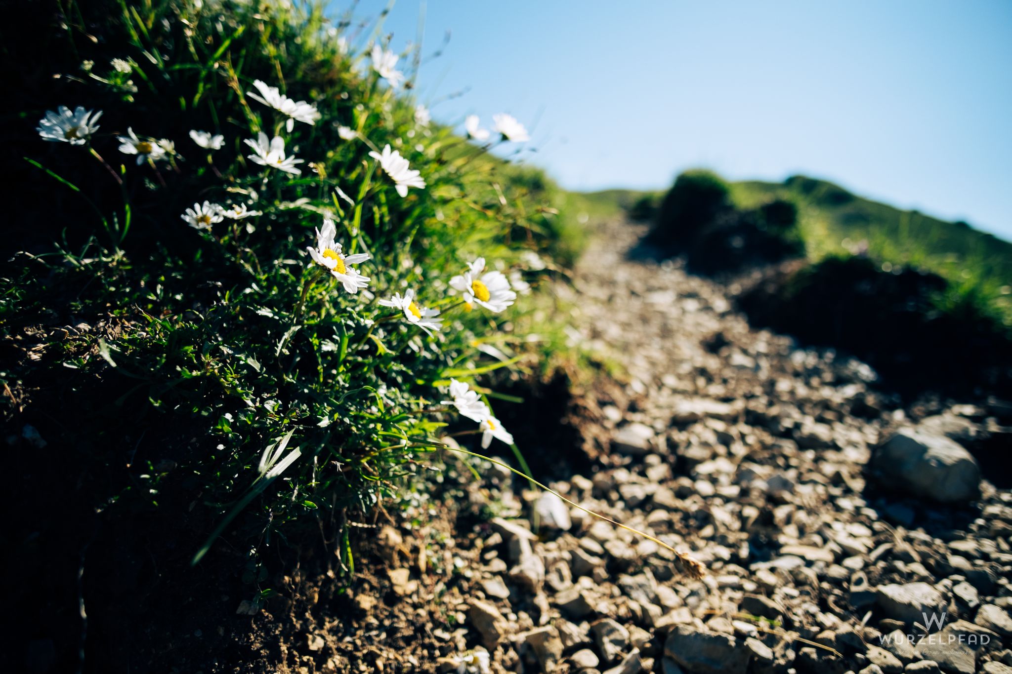 Fröhliche Blümchen säumen den Weg