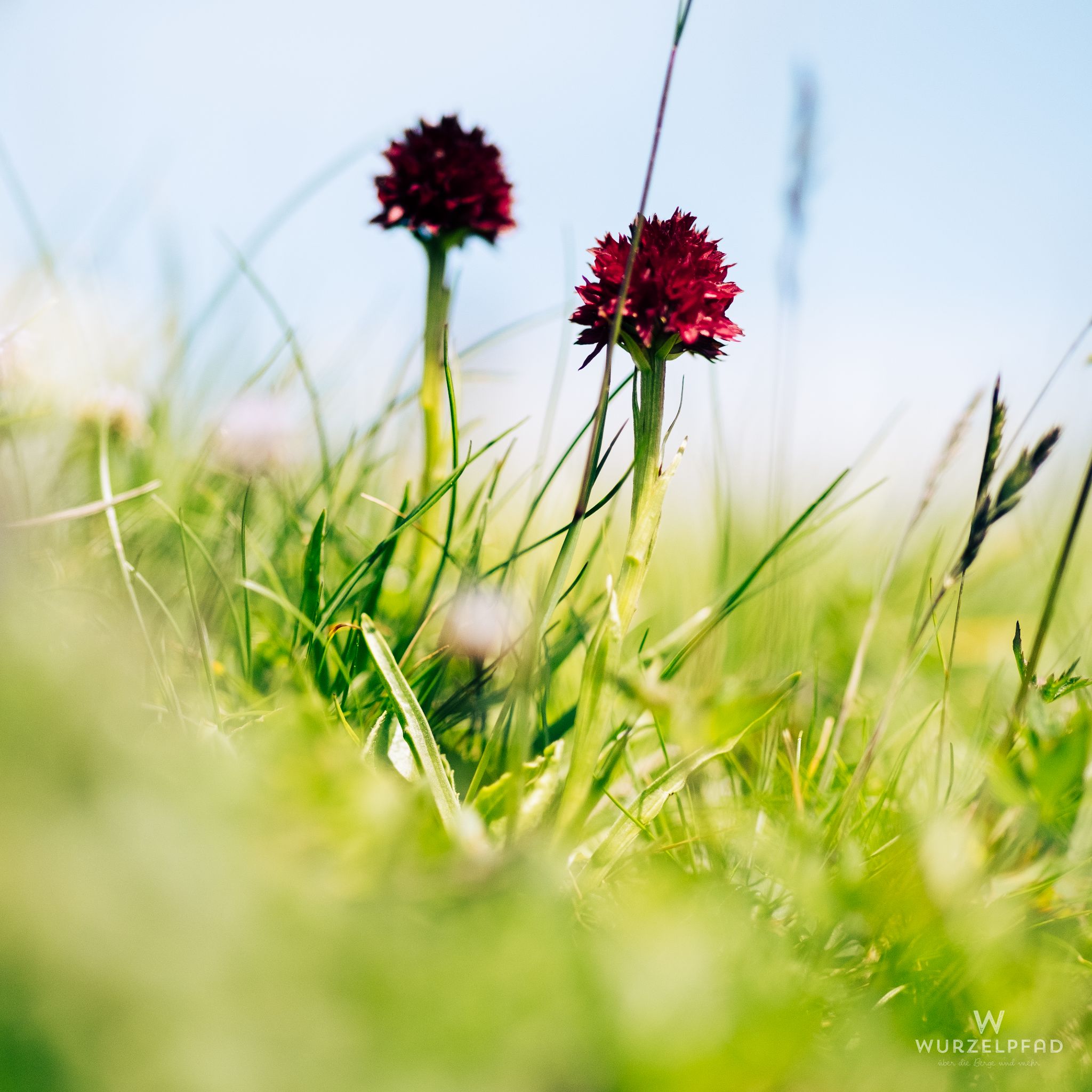 Schwarzes Kohlröschen (Nigritella nigra)
