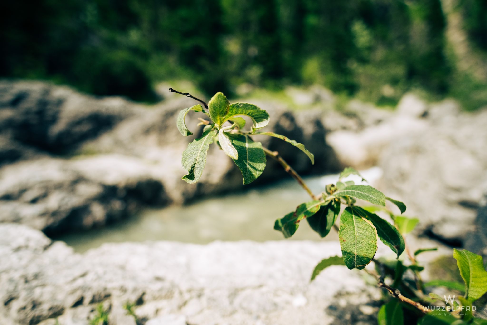 Weide am Hasentalbach
