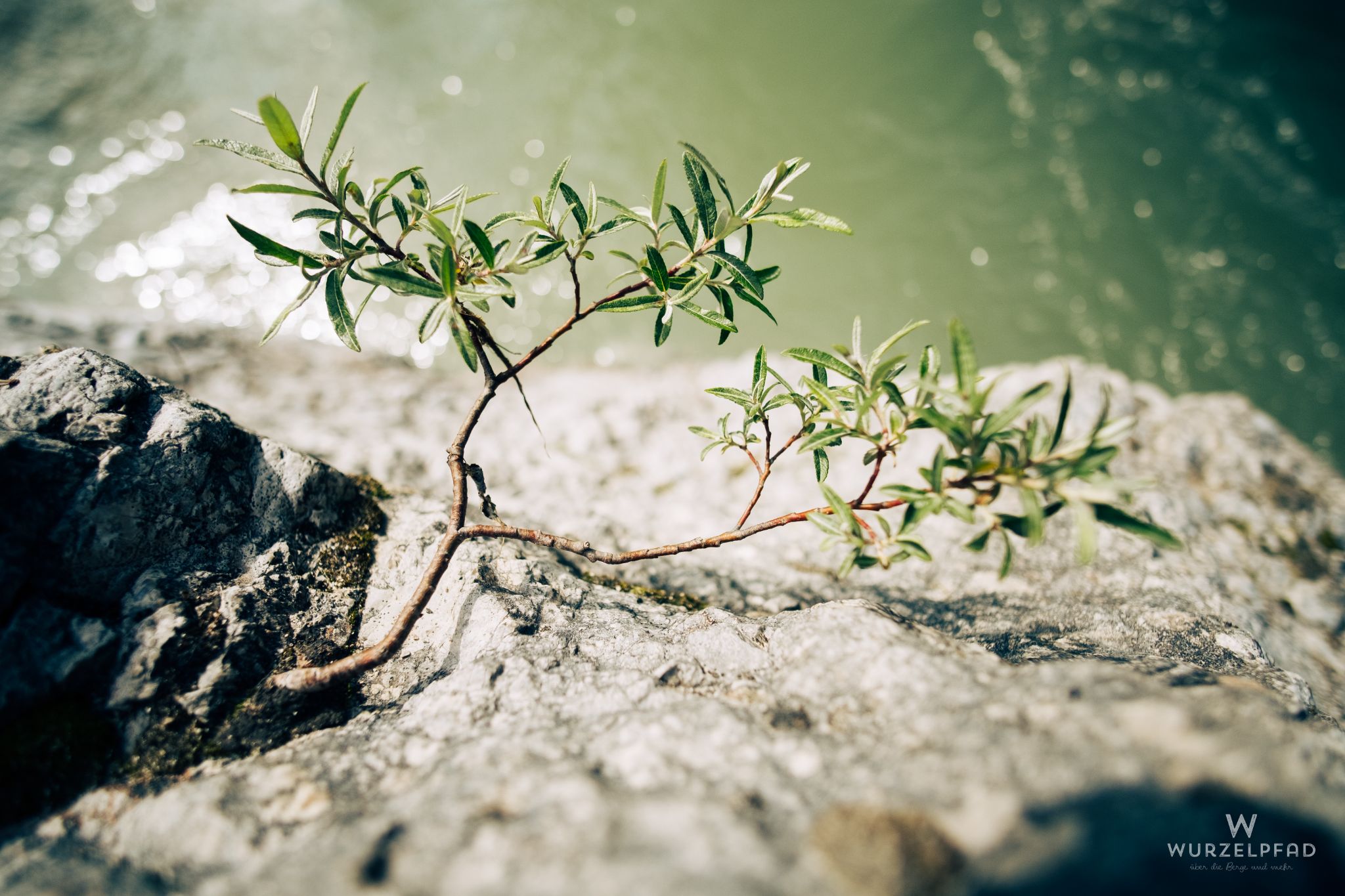 Weide am Hasentalbach