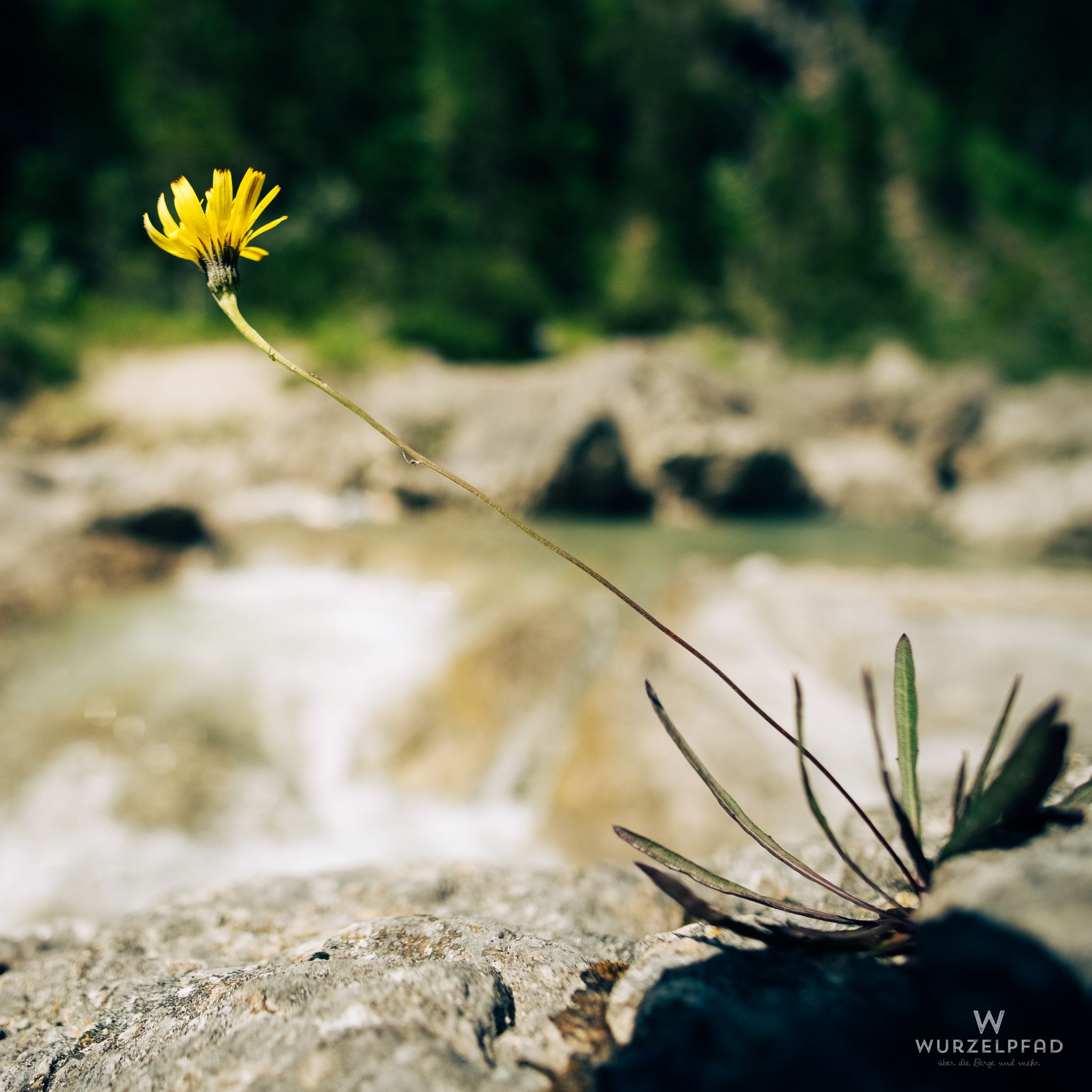 Standhaftes Blümchen