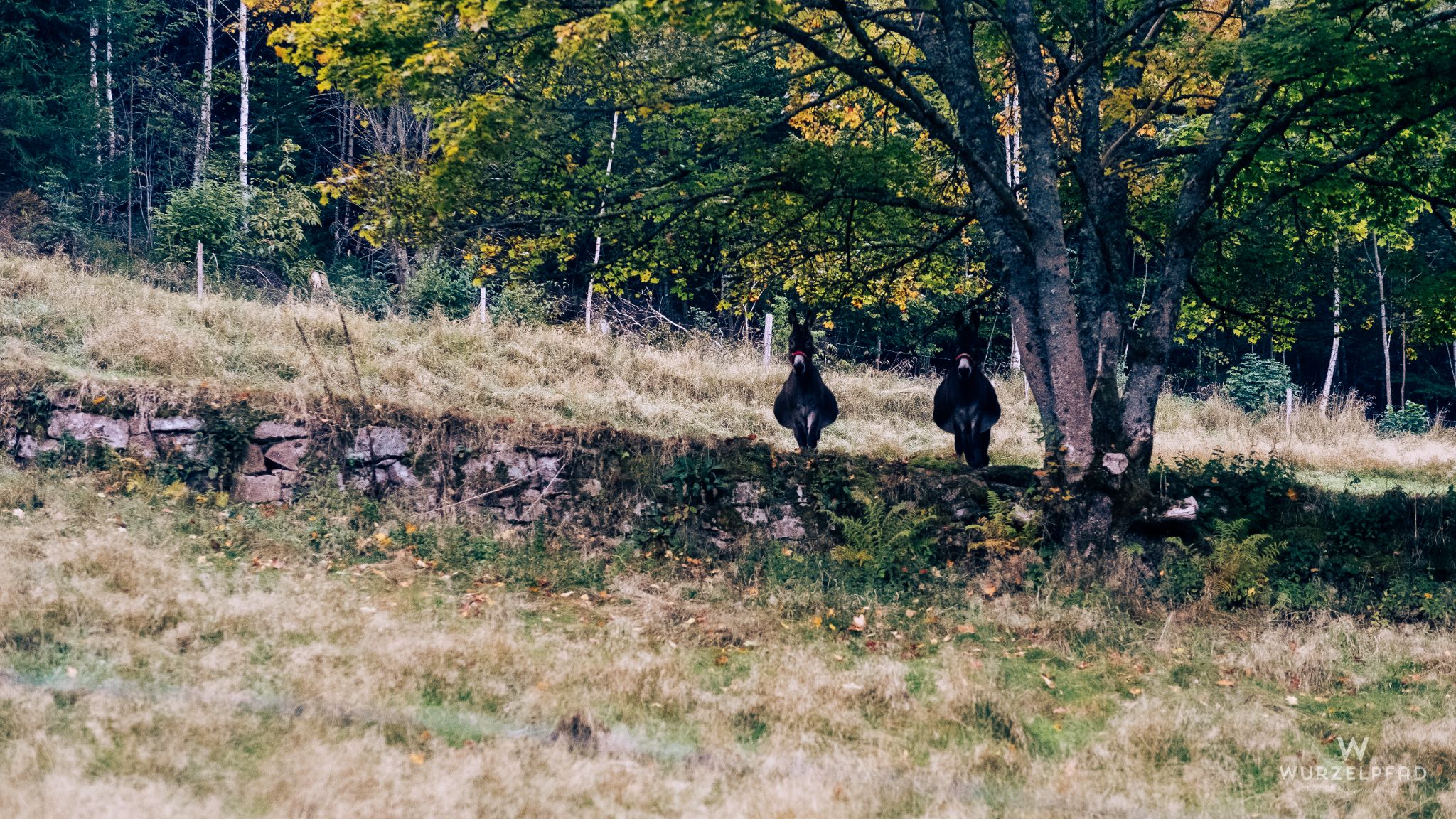Von zwei Eseln beobachtet
