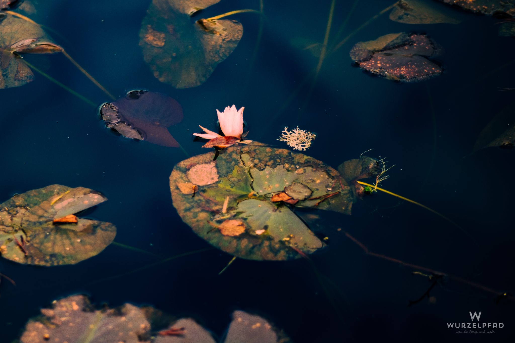 Die letzten Seerosen