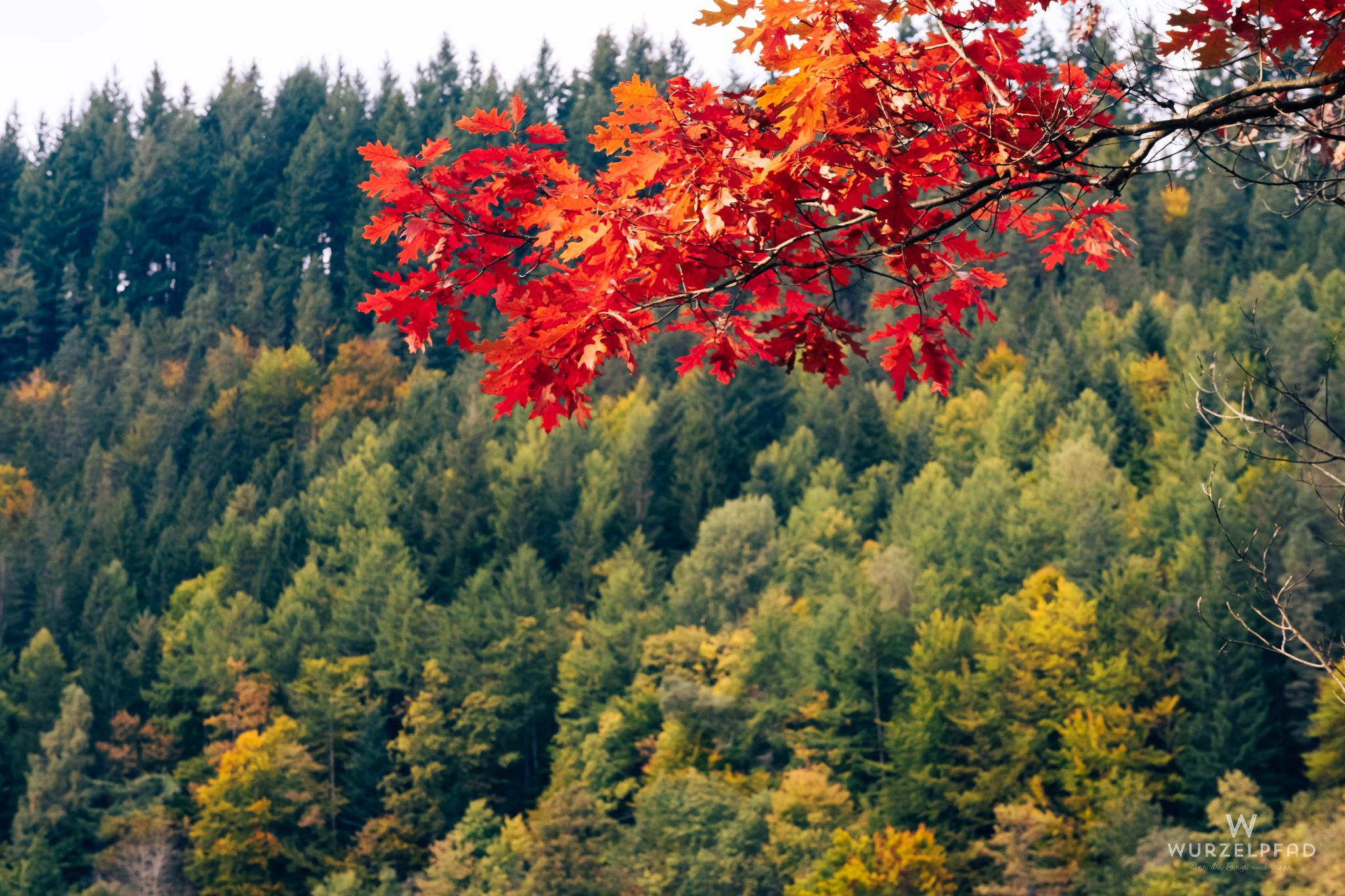 Eichenlaub in Herbstrot
