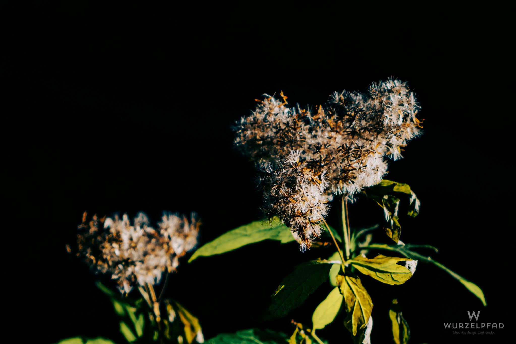 Verblühtes Weideröschen