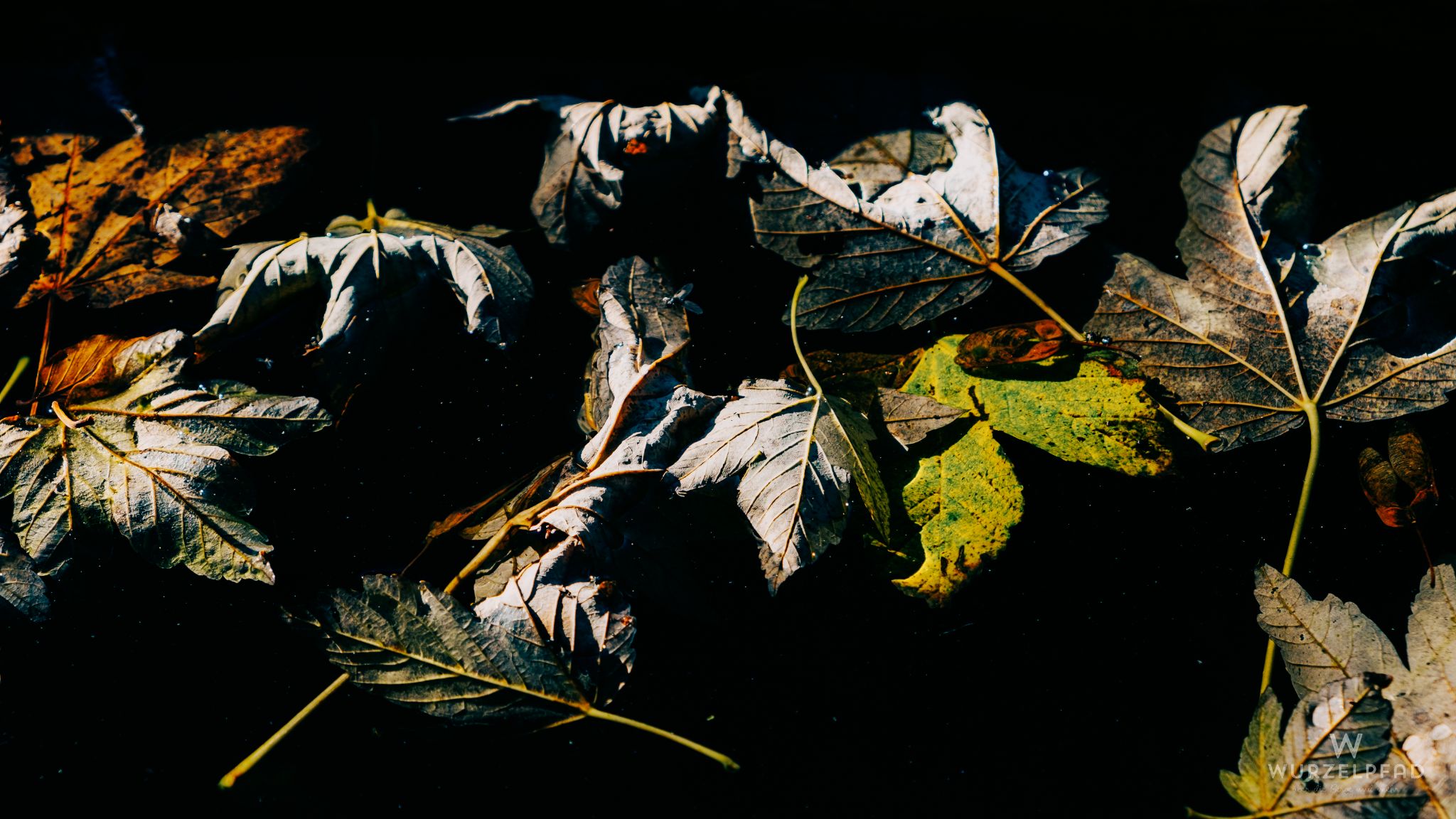 Herbstlauf im Wassertrog