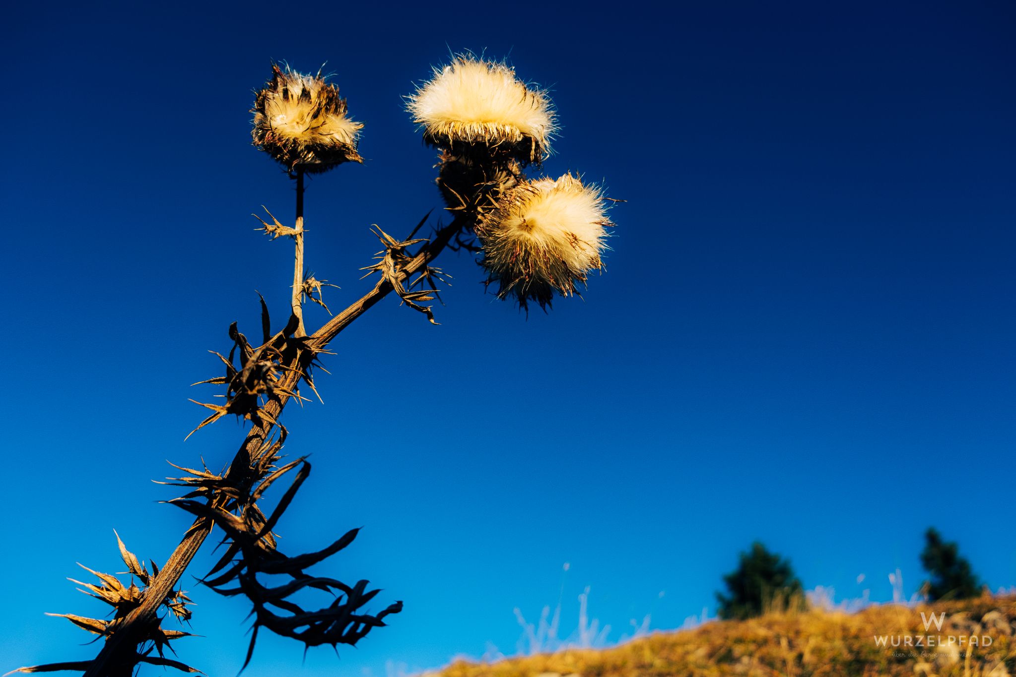 Herbstliche Distelblüten