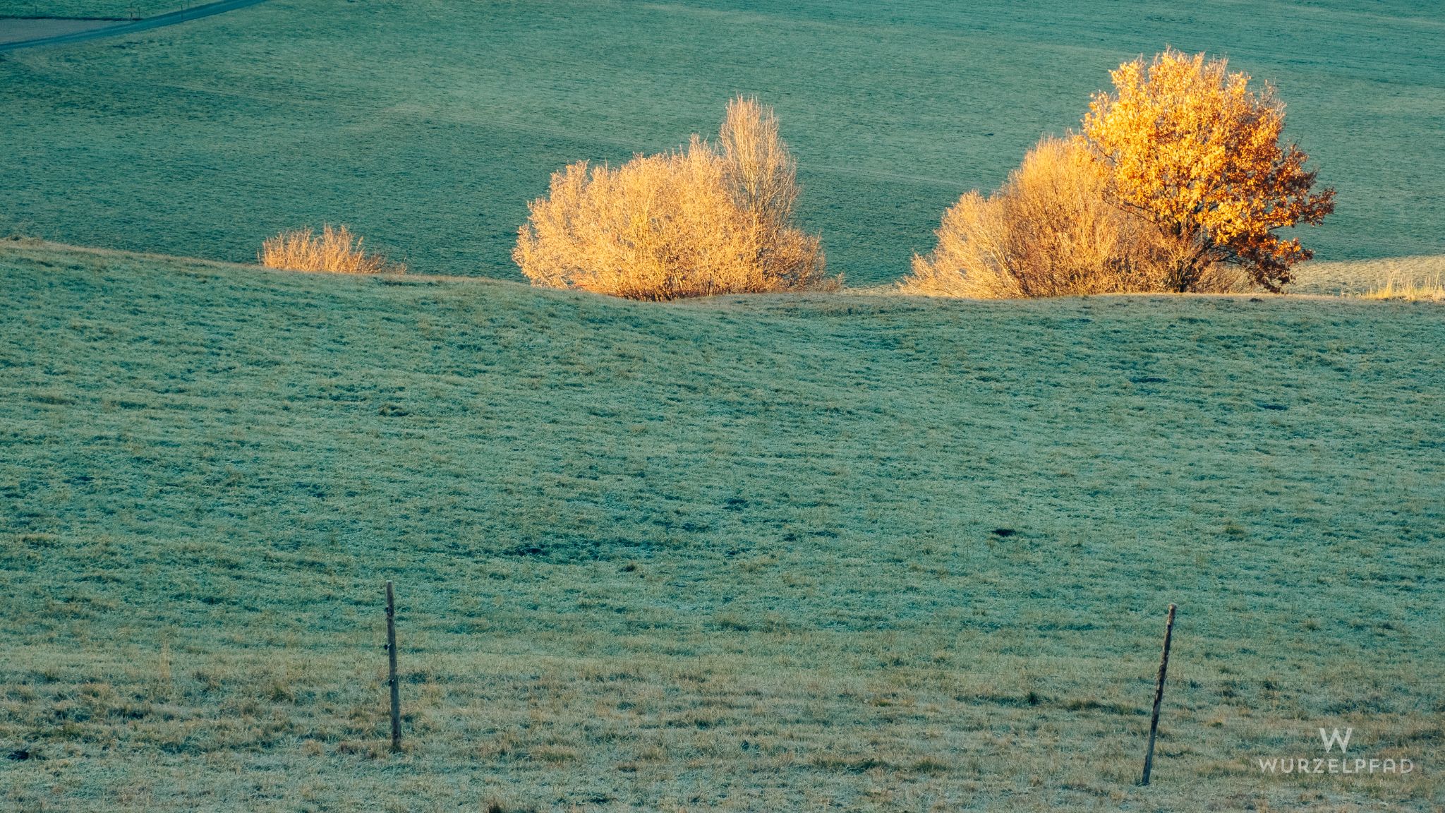 Büsche im Morgenlicht