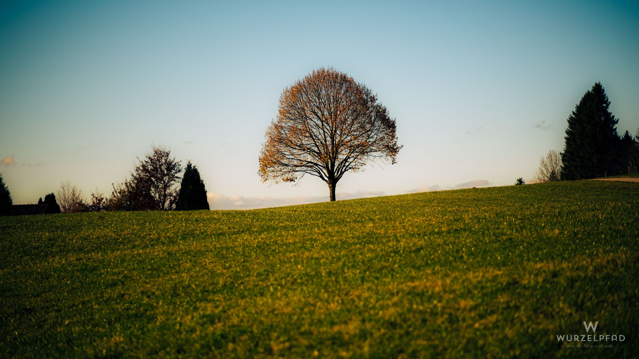 Baum mit letztem Herbstlaub