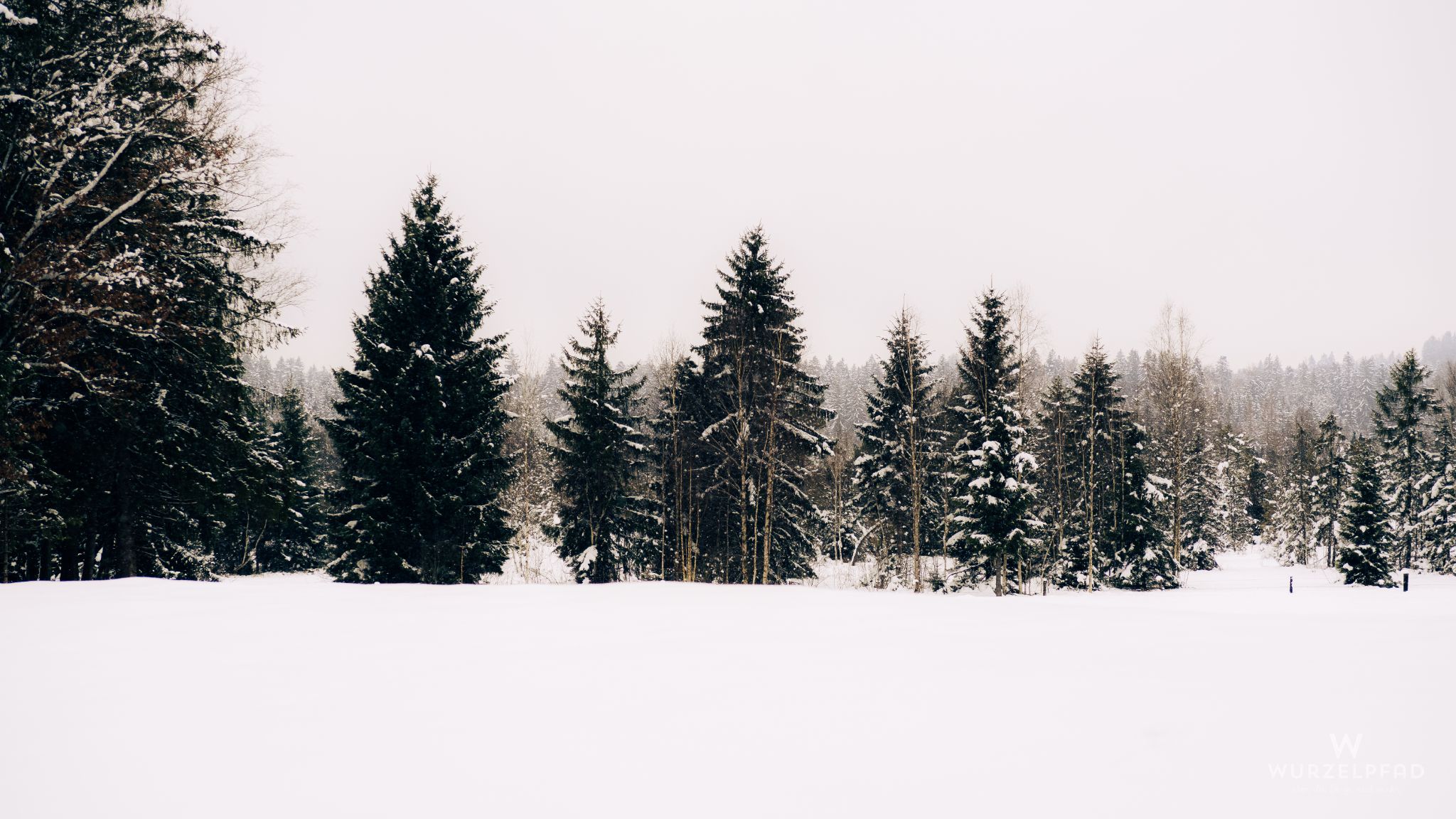 Bäume im Kirchseemoor