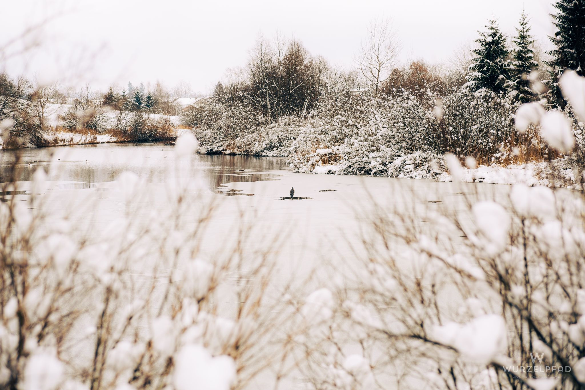 Graureiher im Mühlweiher