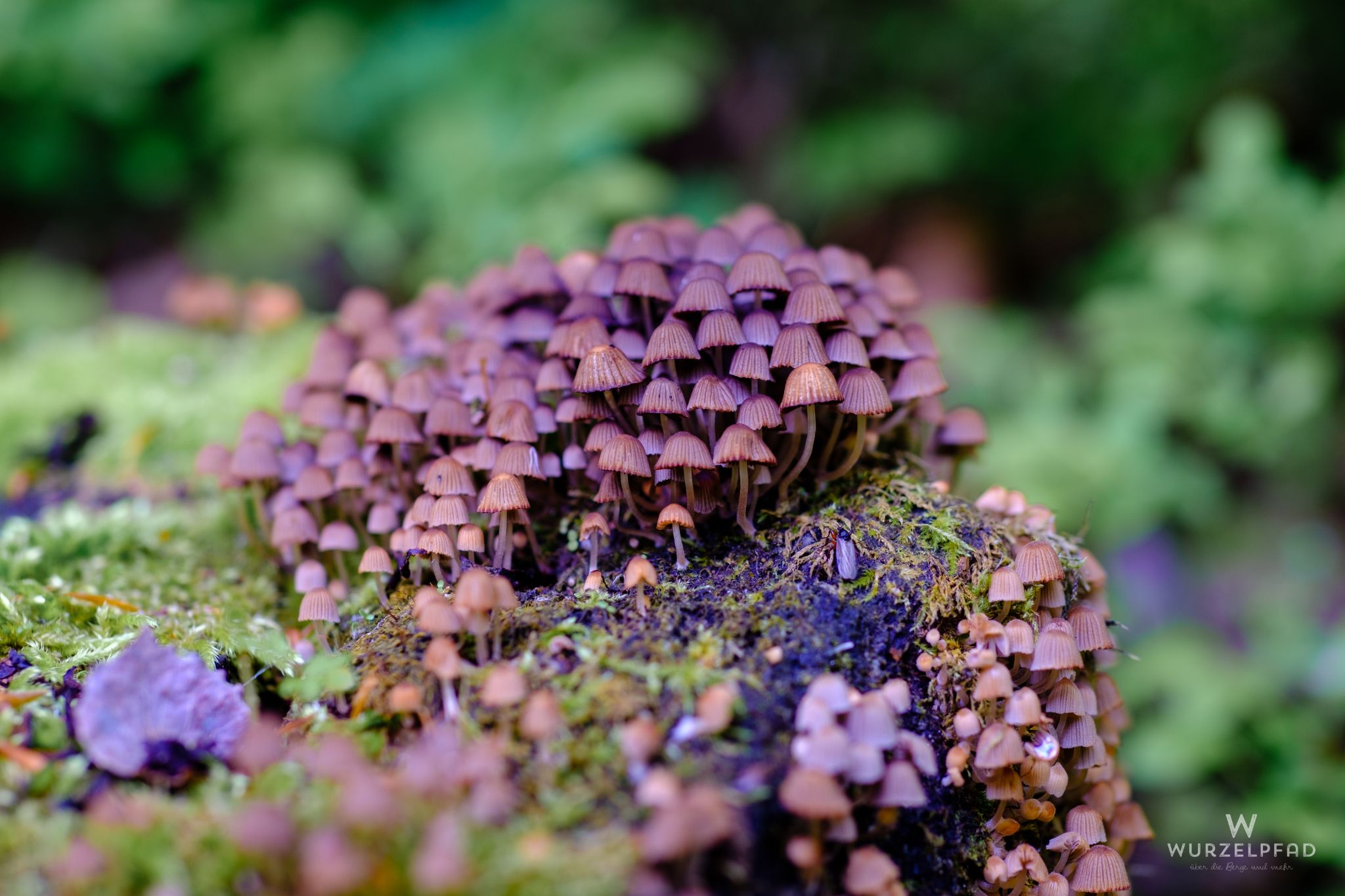 Die ersten Schwammerln