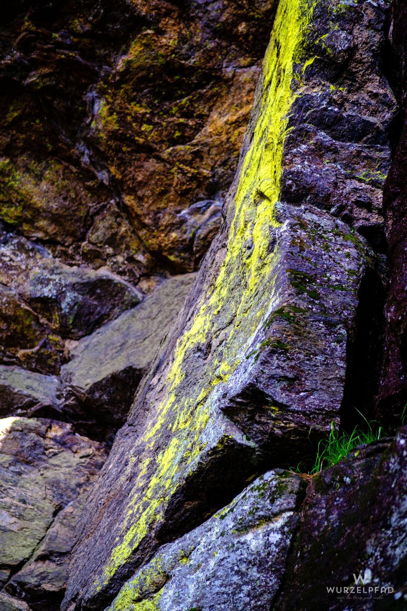 Gelbe Flechten auf Granit