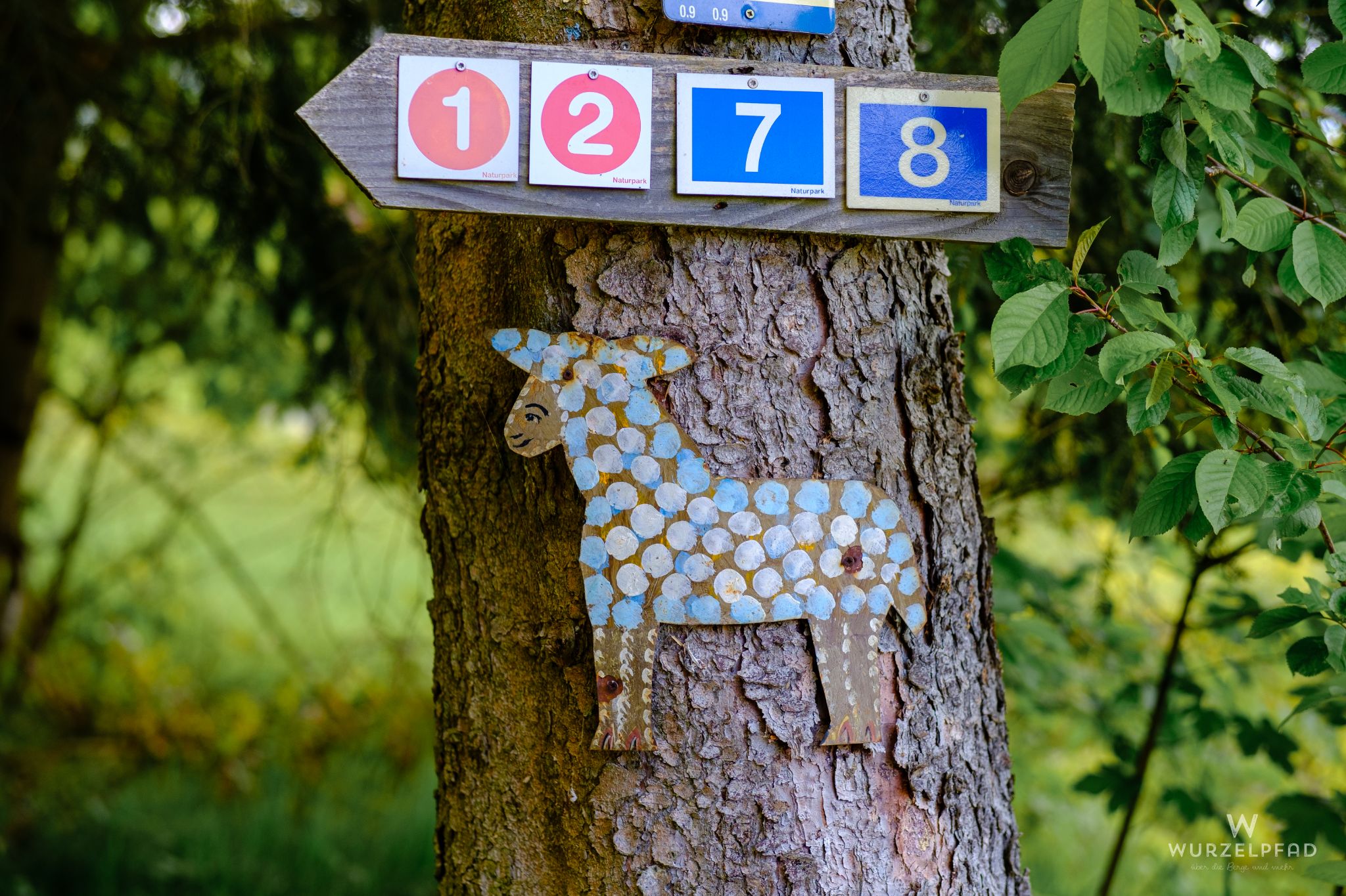 Dem Schaf begegnet man allenthalben