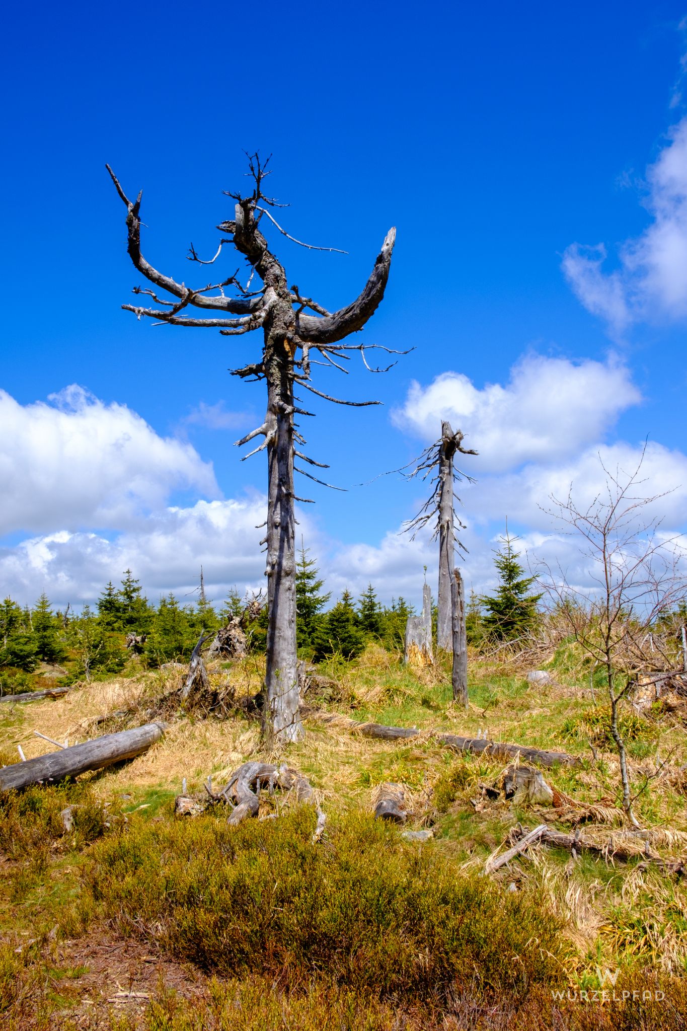Landschaftsbild am Künischen Grenzkamm