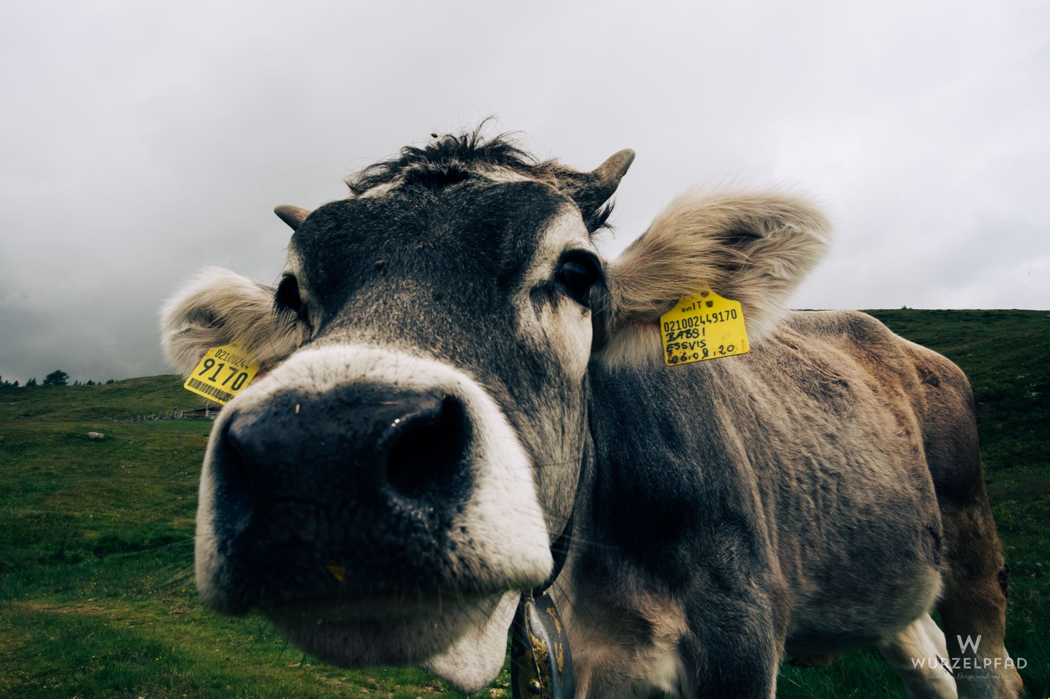 Neugieriges Moggele am Weg