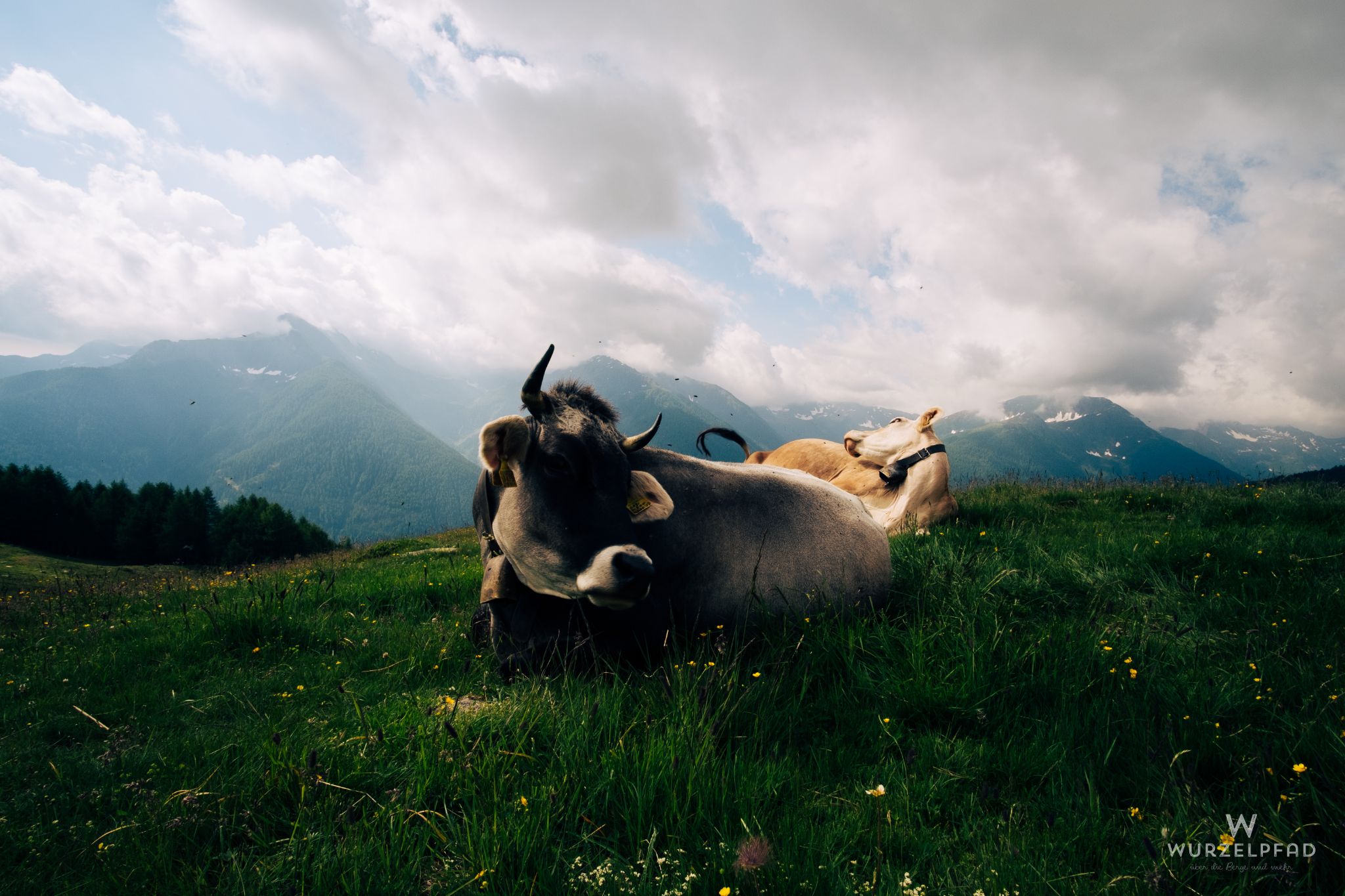 Irgendwas muss man ja gegen die Fliegen tun