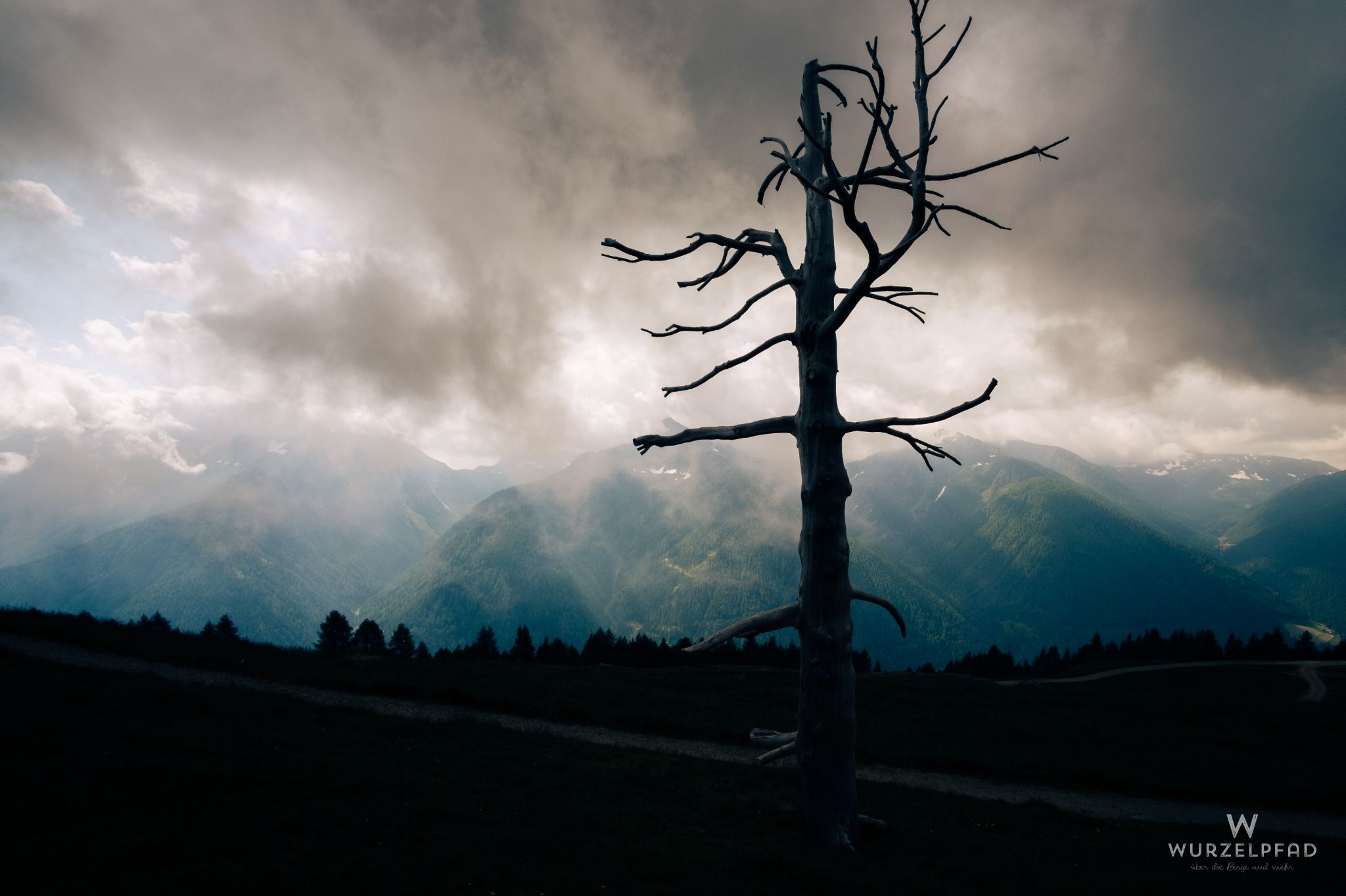 Kahler Baumstamm ebendort