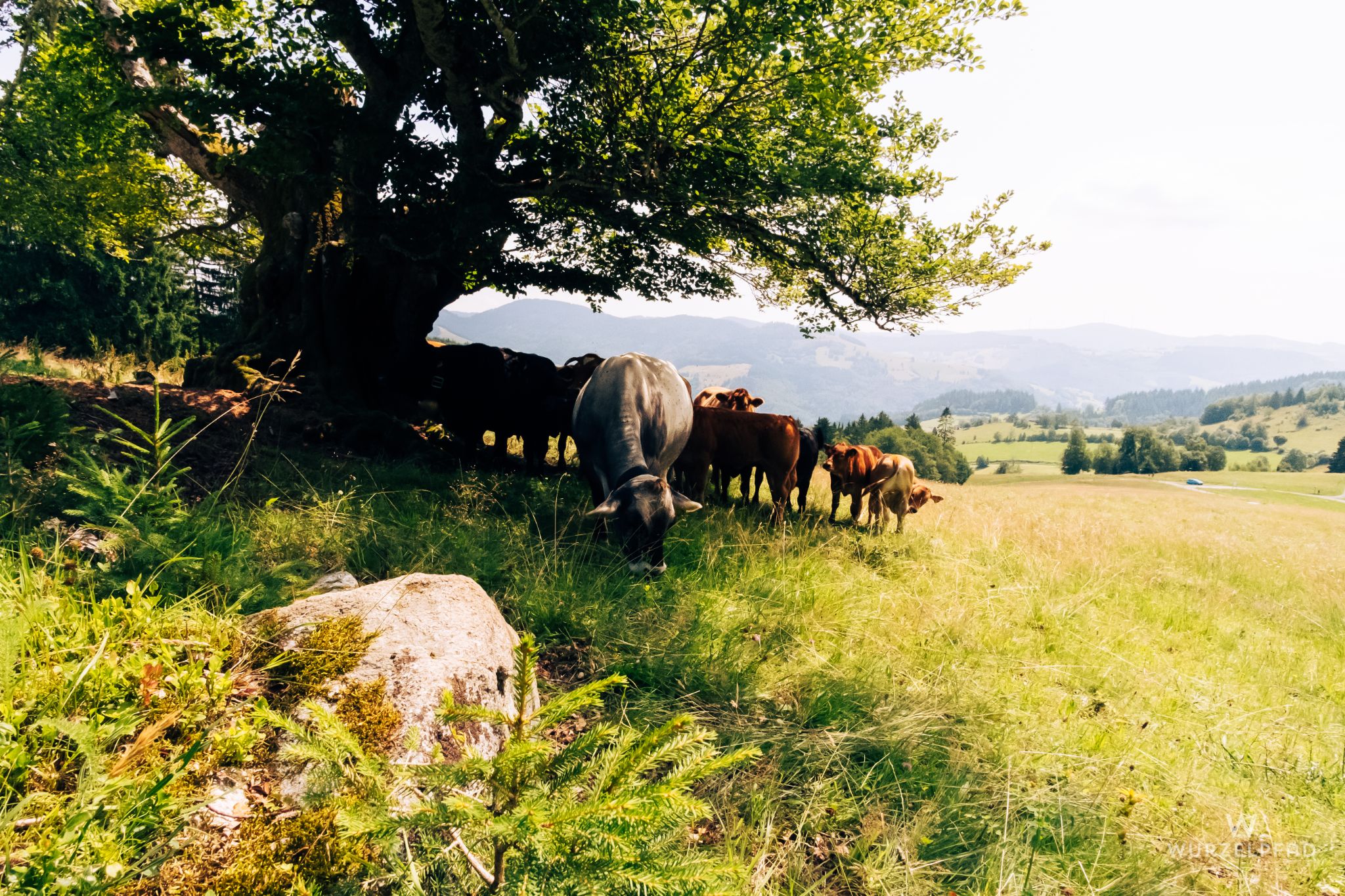 Schattensuchende Kühe