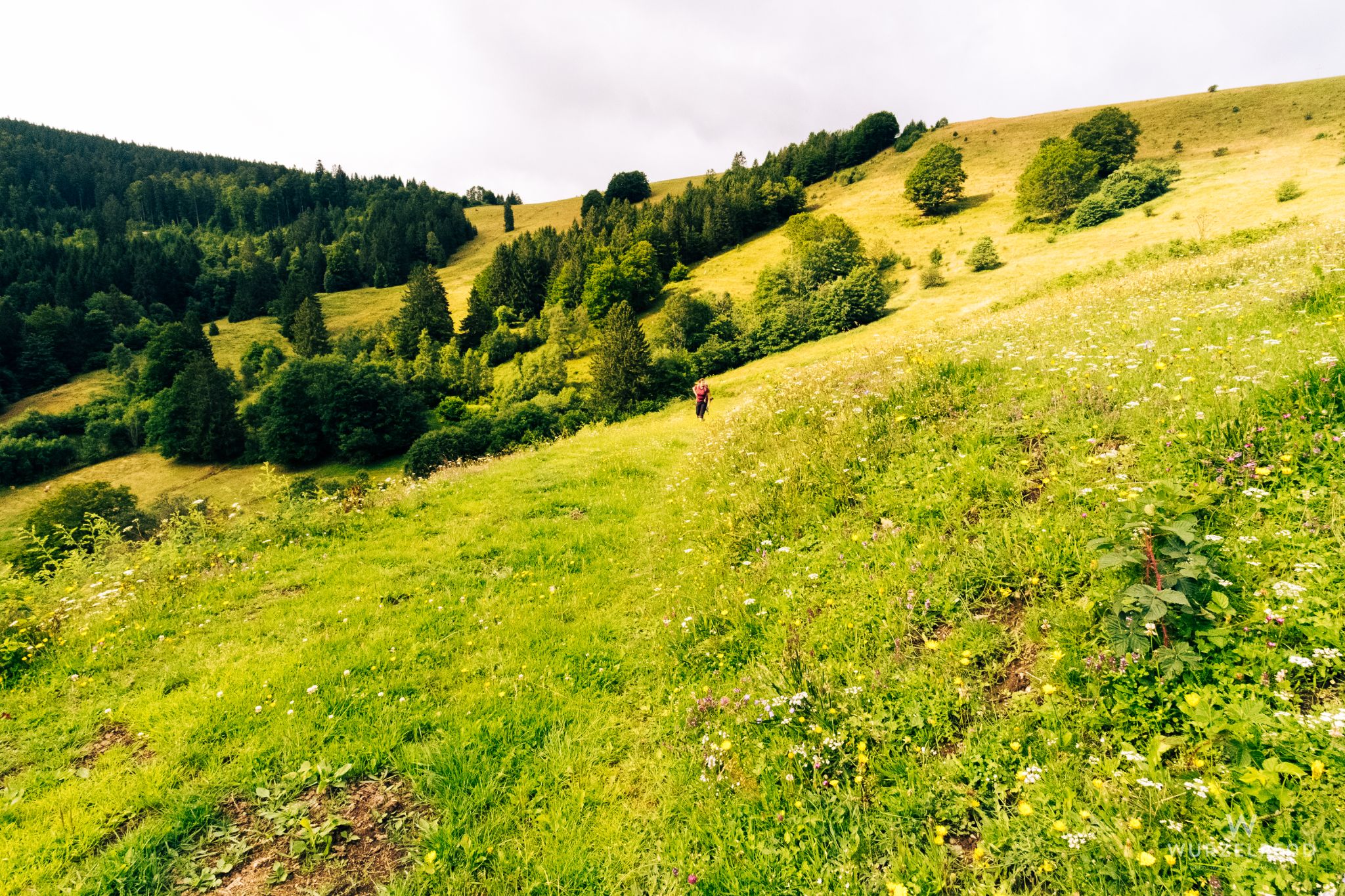 Weidelandschaft unterhalb von Herrenschwand