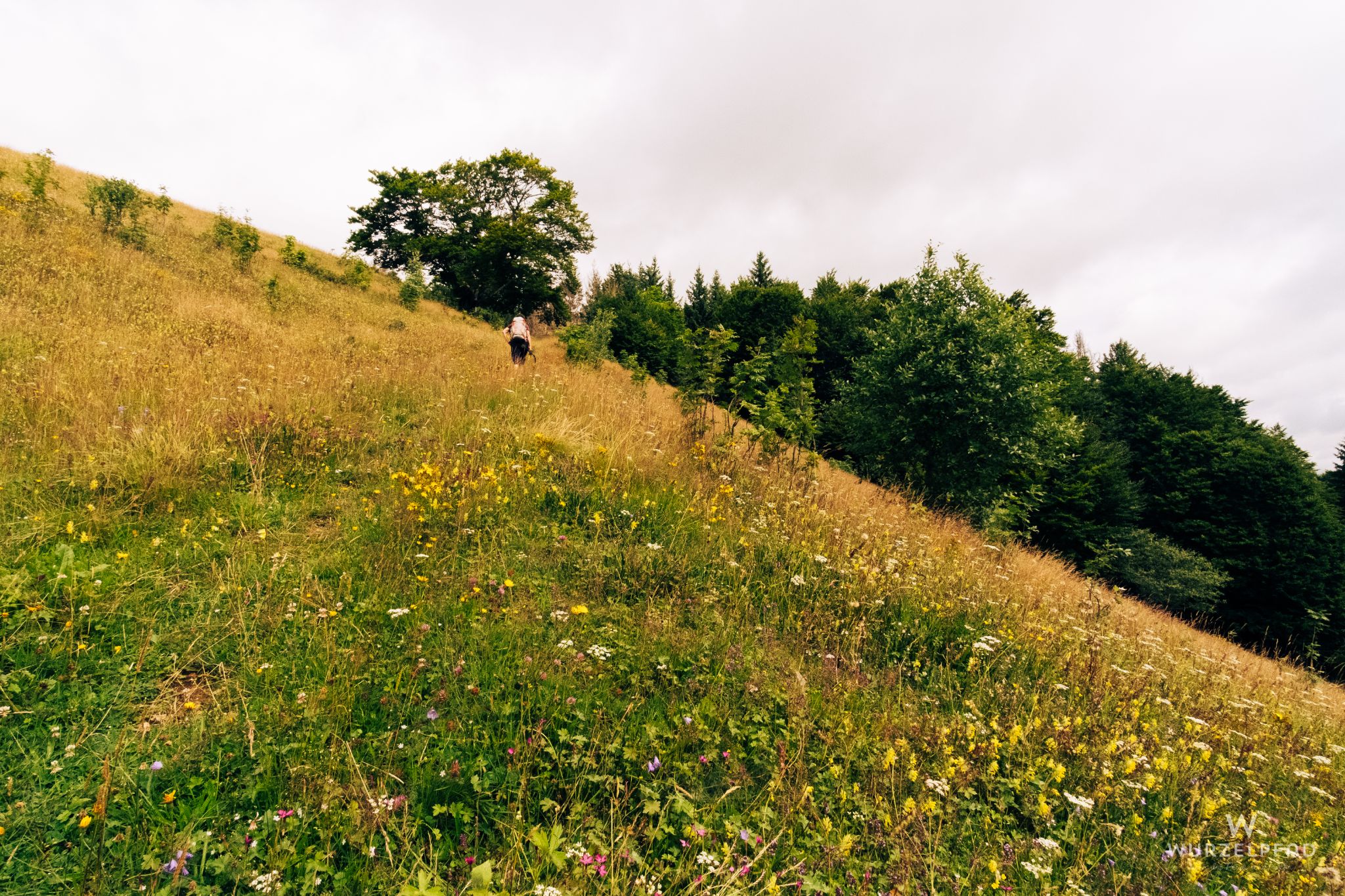 Blumen soweit das Auge reicht