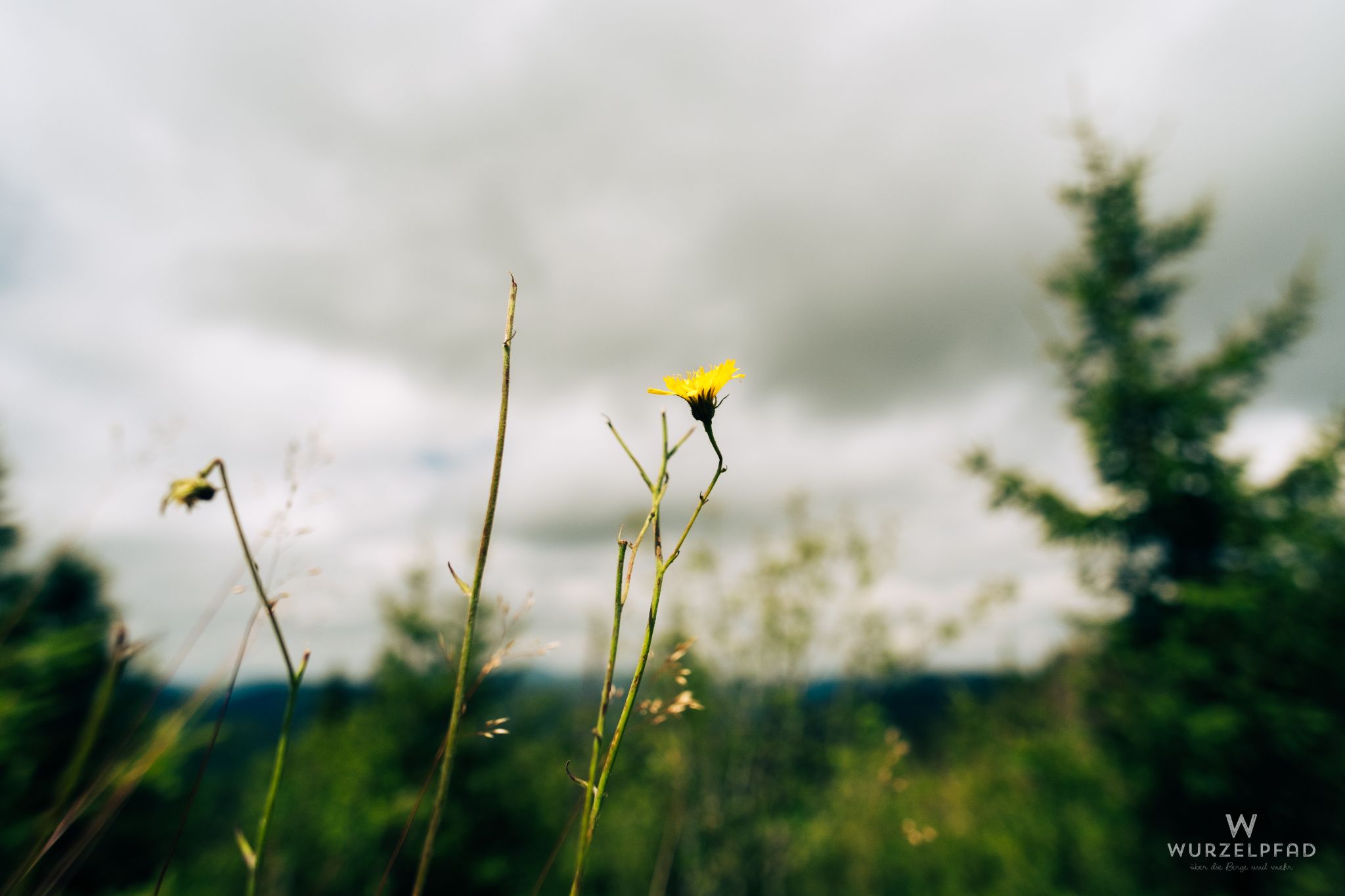 Löwenzahl, hat das Hagelunwetter überlebt