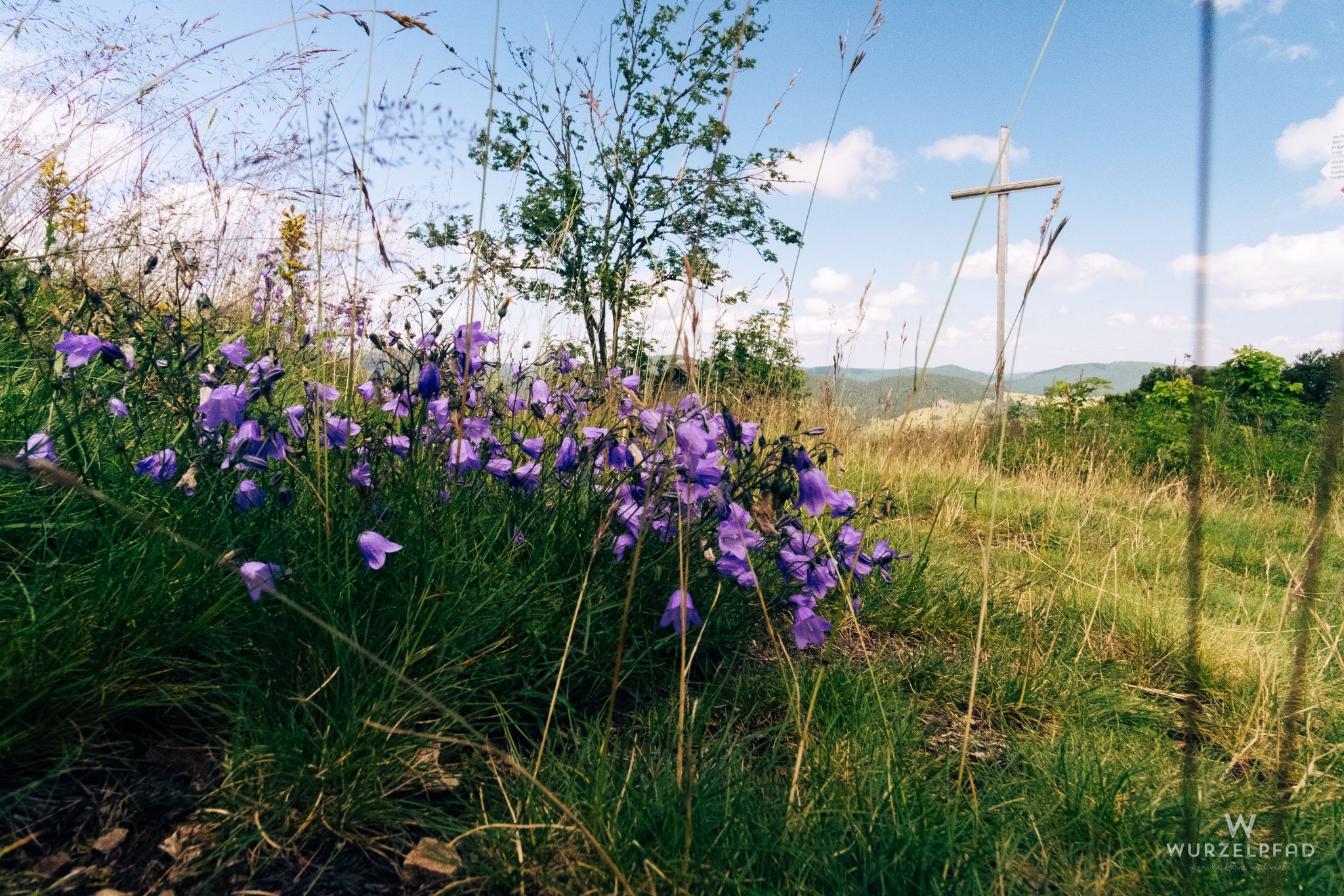 Glockenblumen am Gipfel