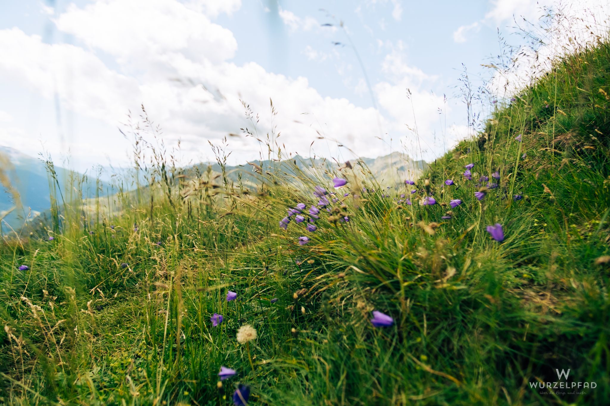 Glockenblumen im Wind