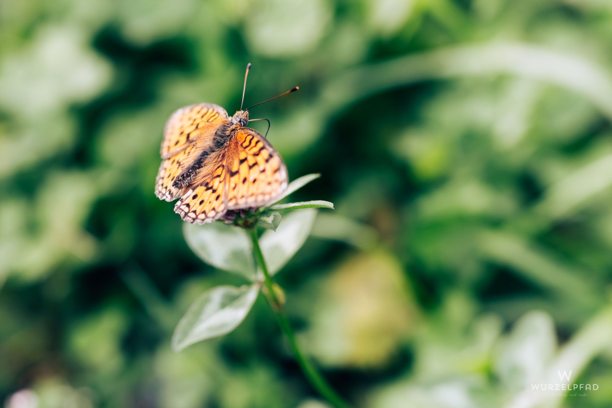 Schmetterling am Weg