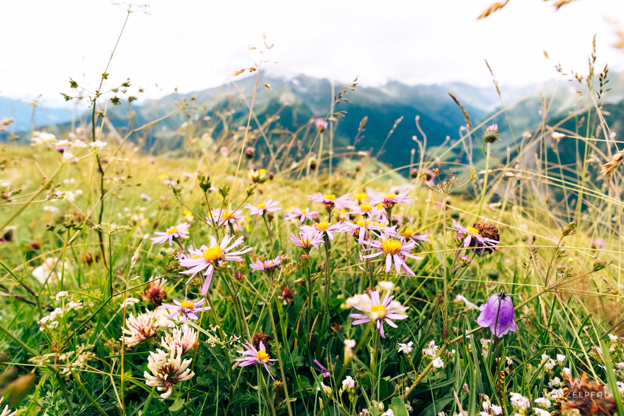 Auf den Stulser Mahdern