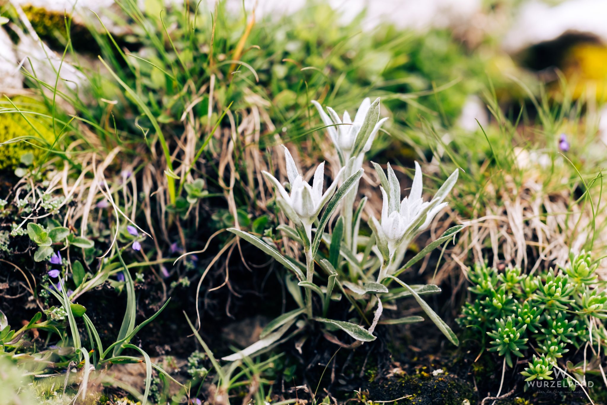 Edelweiß am Weg