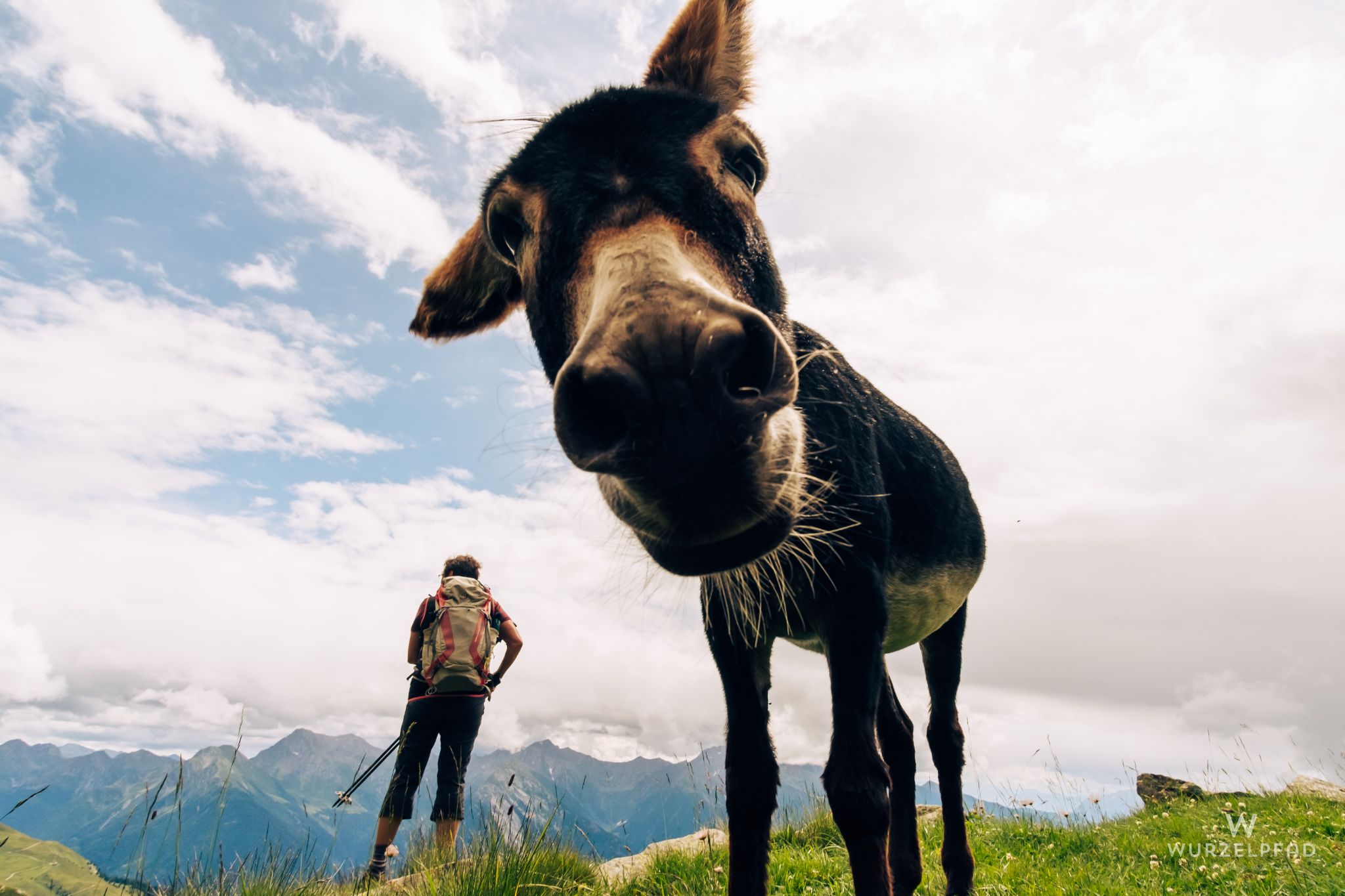 Neugieriger Esel am Weg