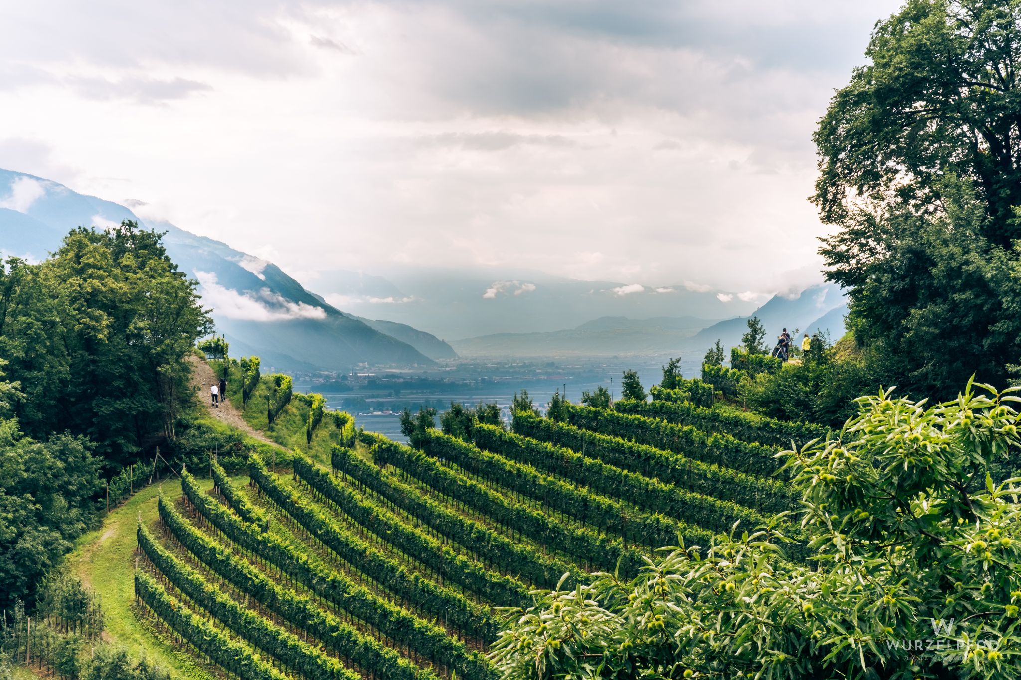 Weinberg über'm Etschtal