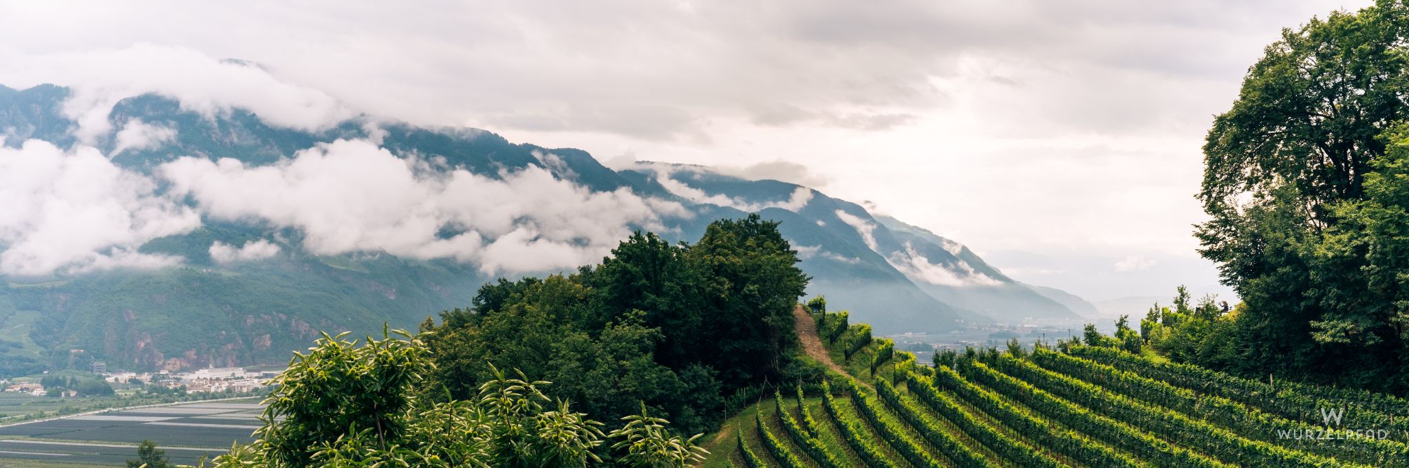 Weinbergpanorama