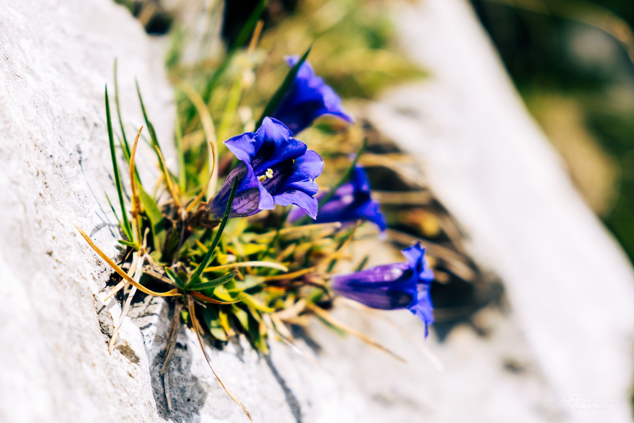 Stängelloser Enzian