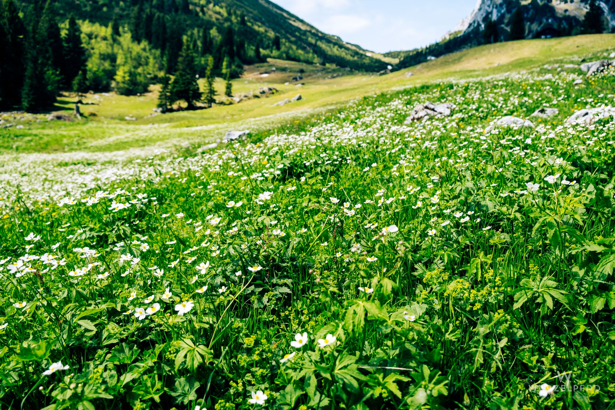 Weißer Hahnenfuß unterhalb der Ruchenköpfe