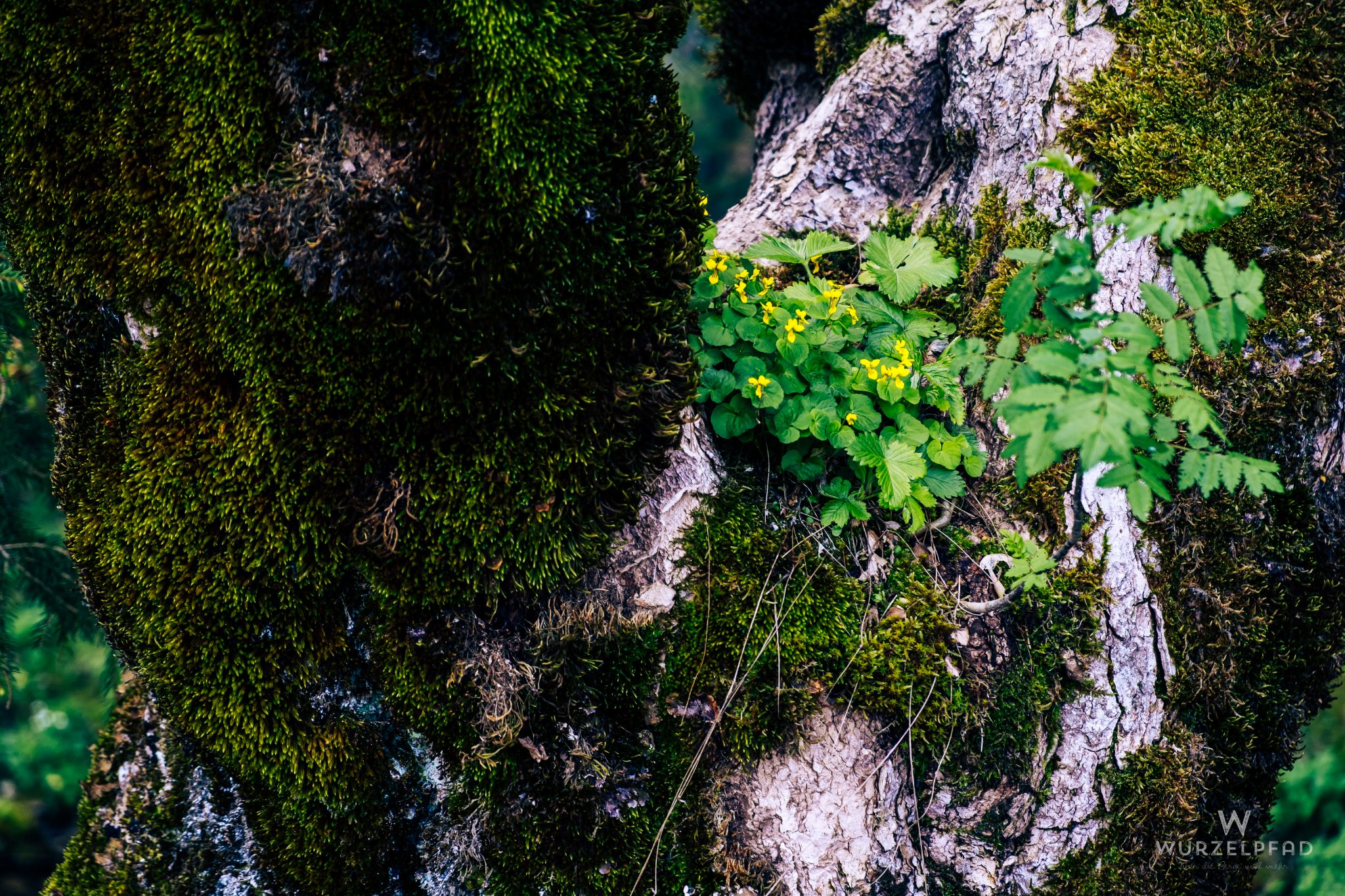 Alter Baum mit Bewuchs