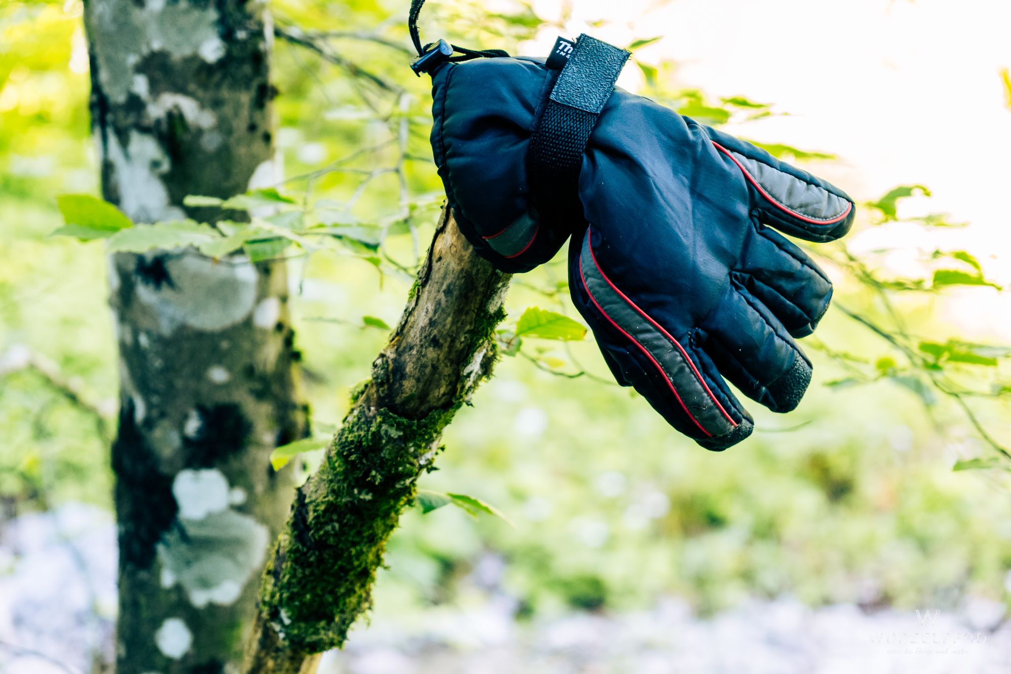 Unbekannte Pflanze am Weg
