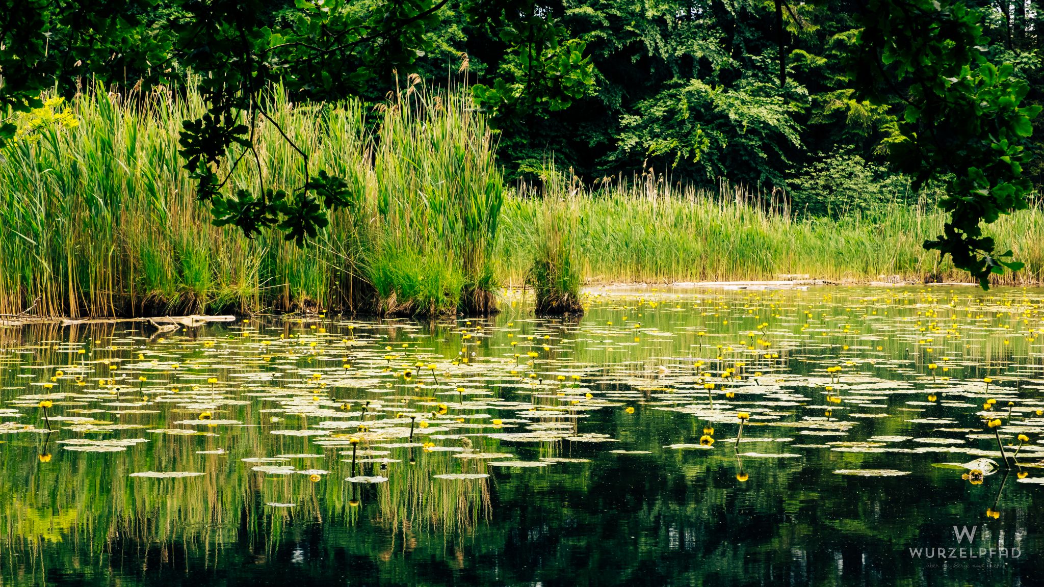 Teichrosen am Thanninger Weiher