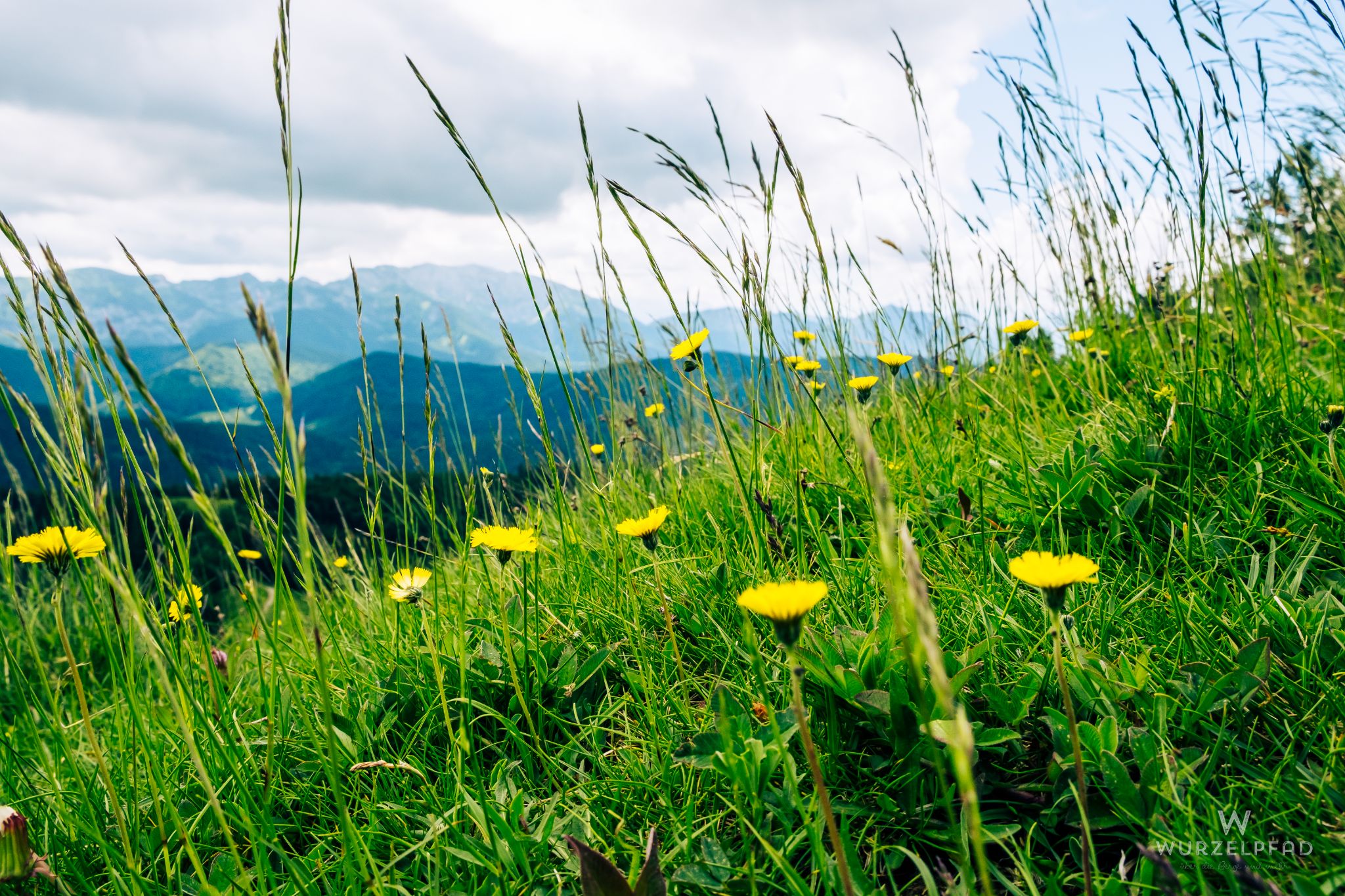 Löwenzahnwiese vor der Benediktenwand