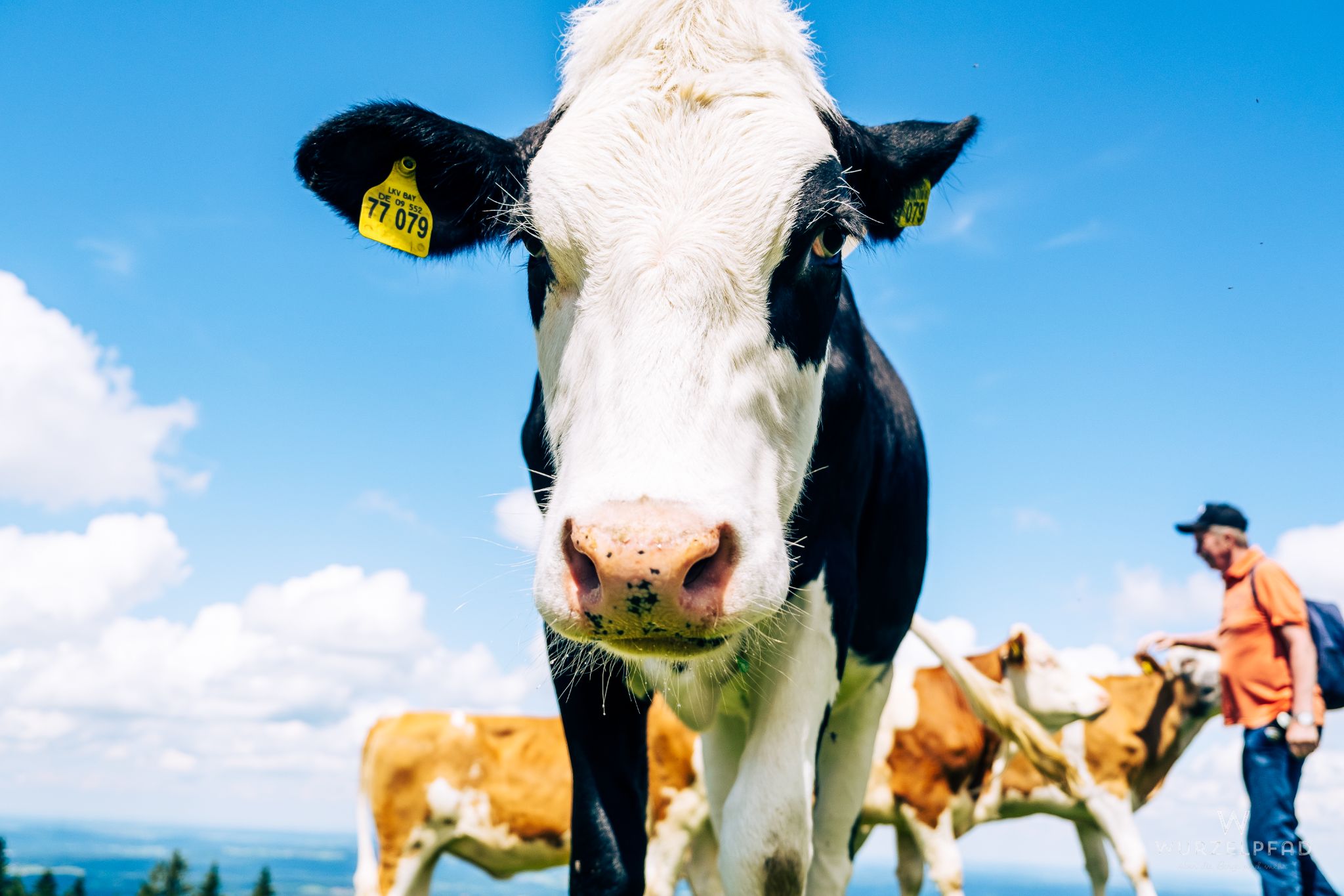 Etwas aufgeschlossenere Kuh