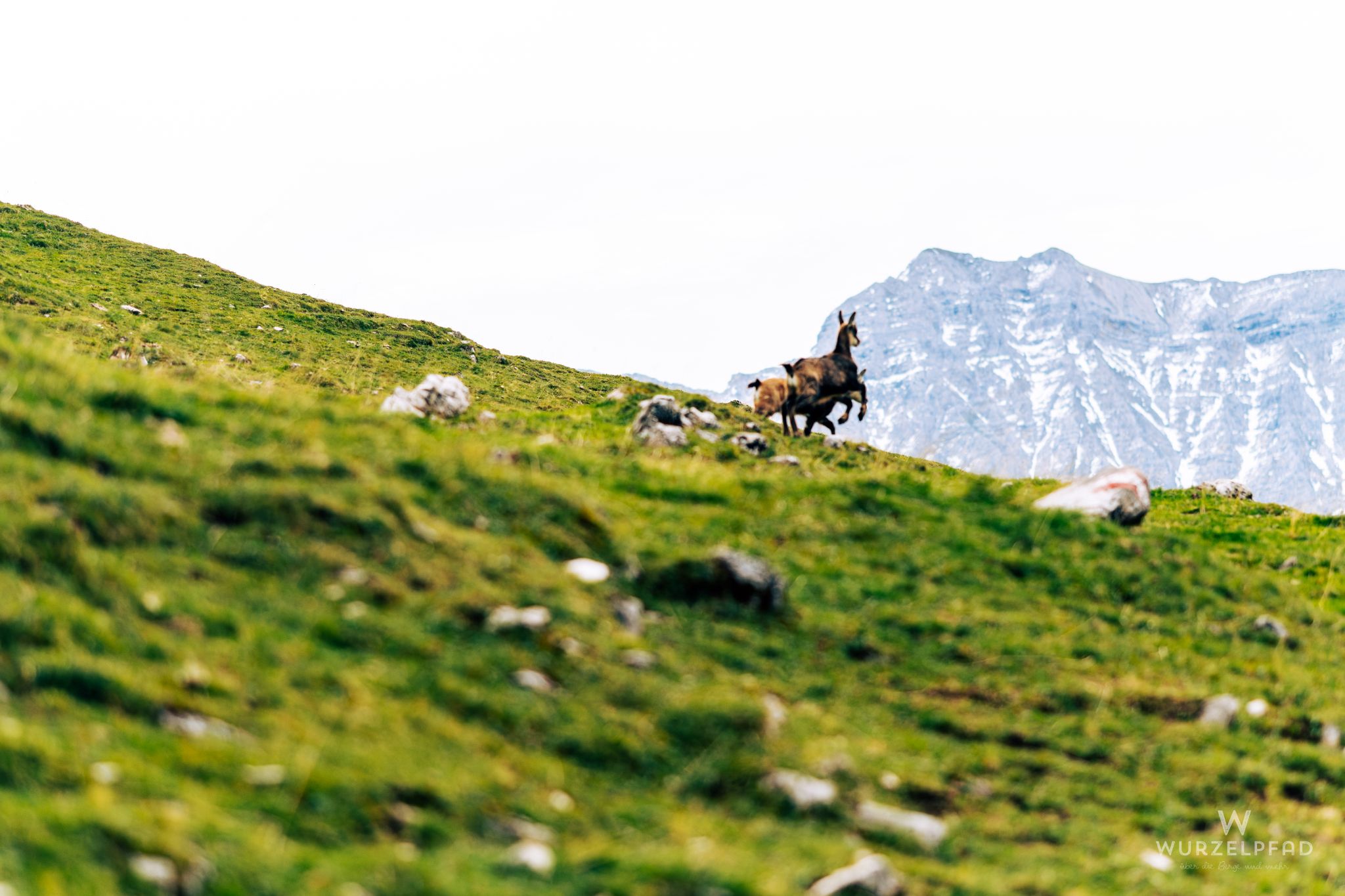 Gämsen suchen das Weite
