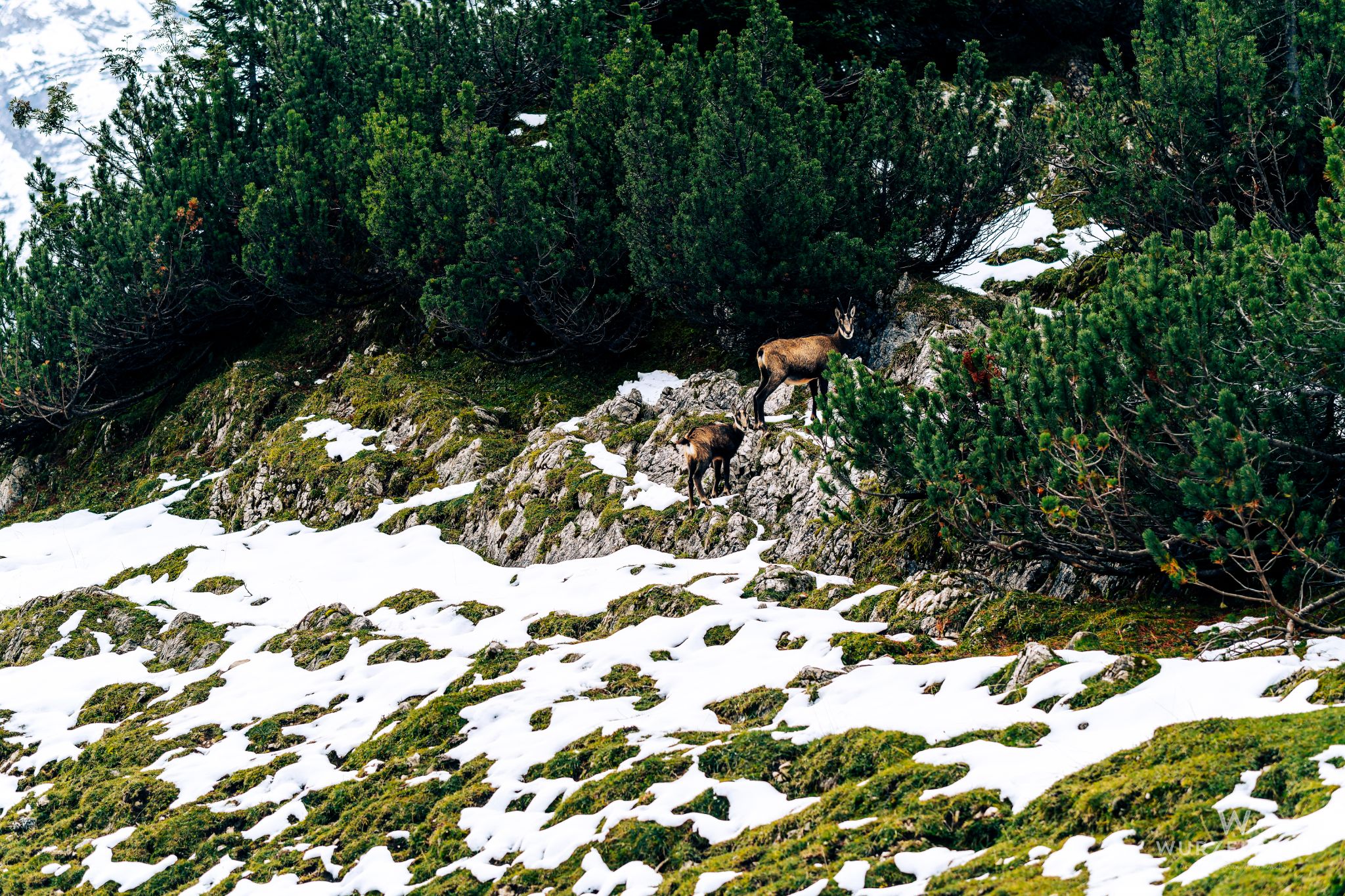Neugierige Gämsenblicke
