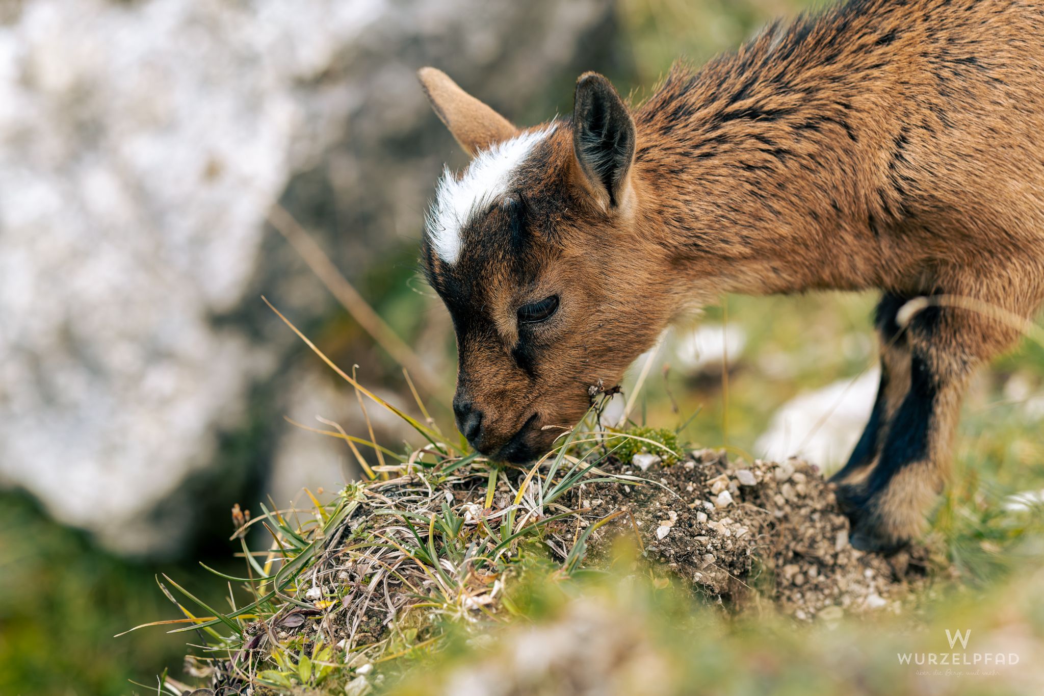 Kleine Ziege