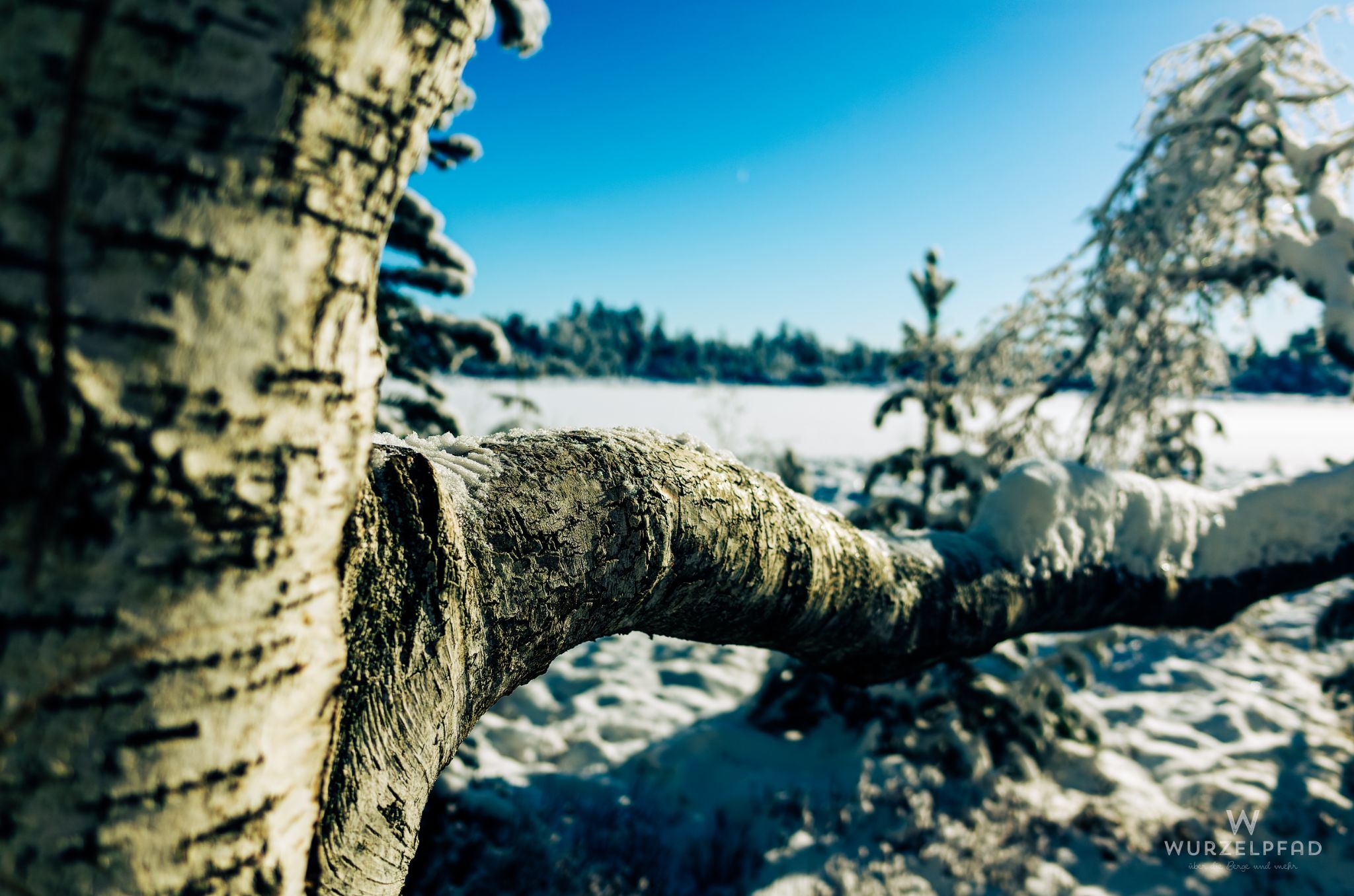 Birke im Wildseemoor