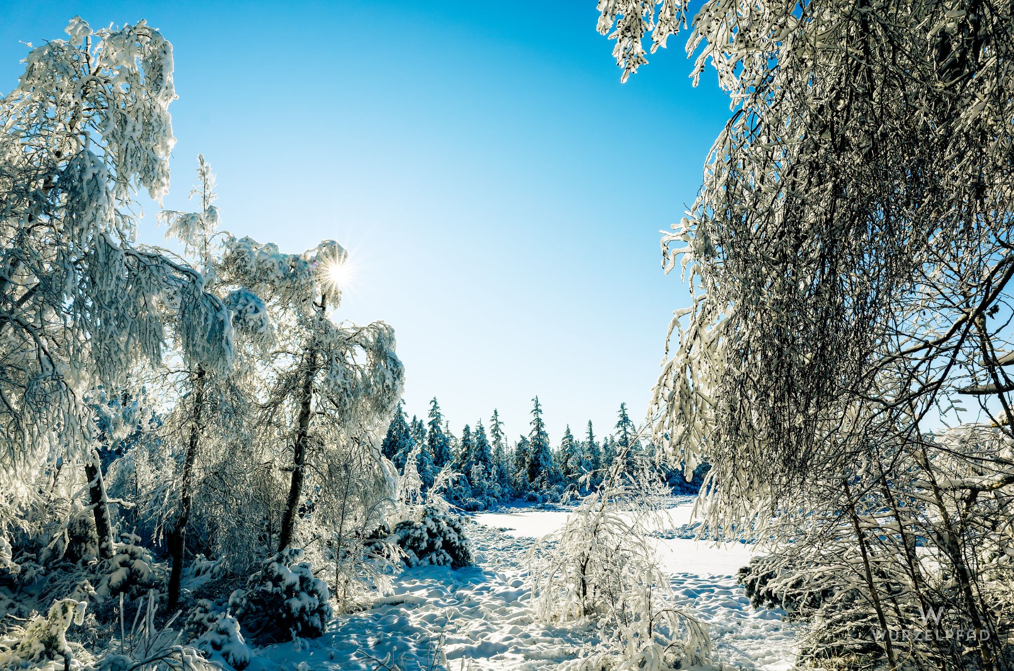 Blick über den zugefrorenen Hohlohsee