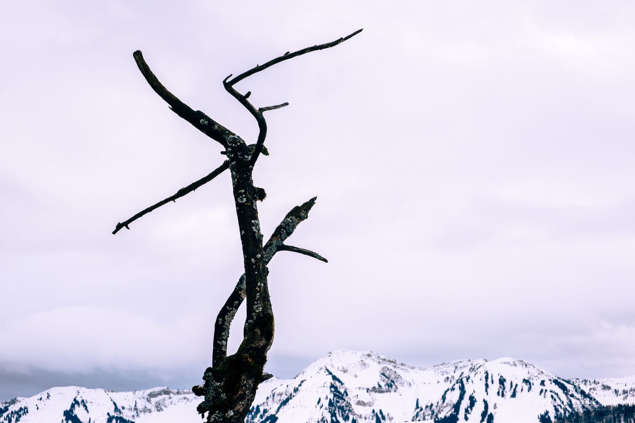 Baumskelett vor der Niederen