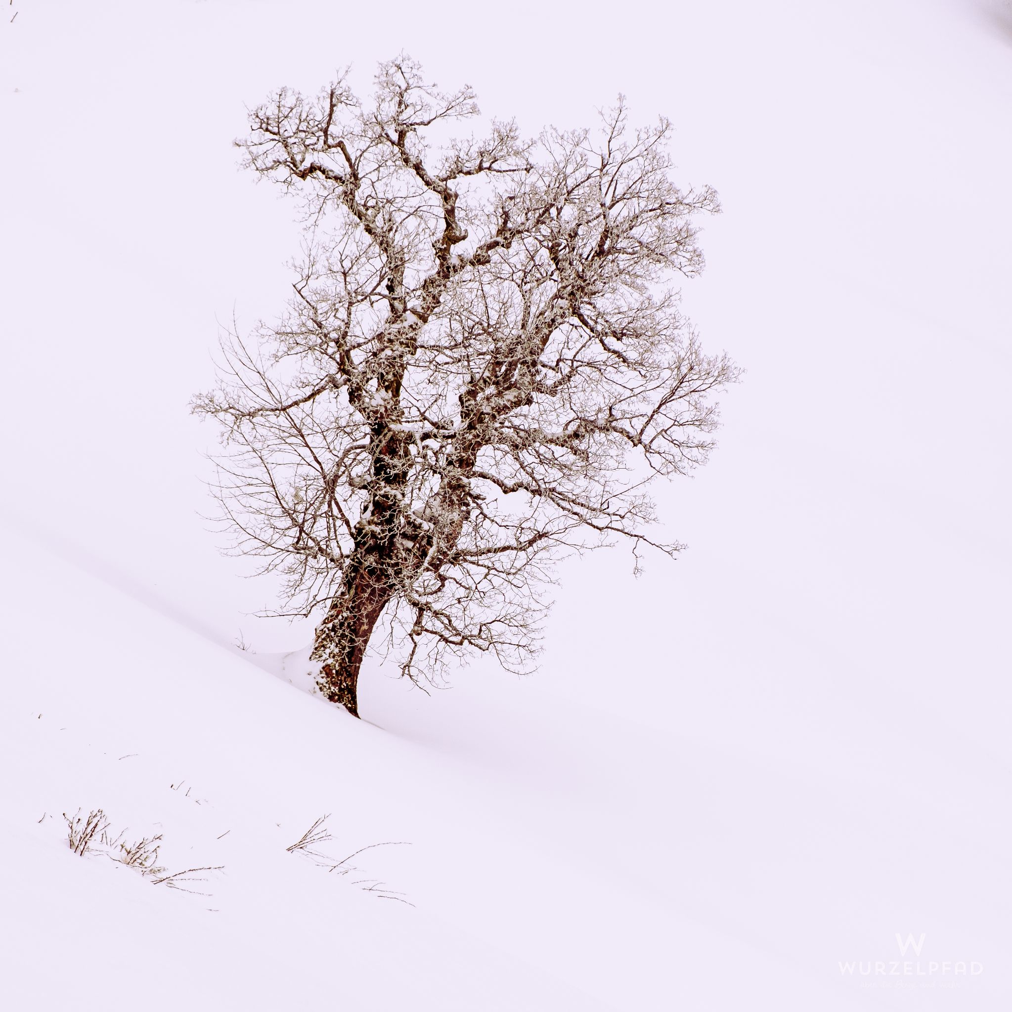Baum am Hochhäderichhaus