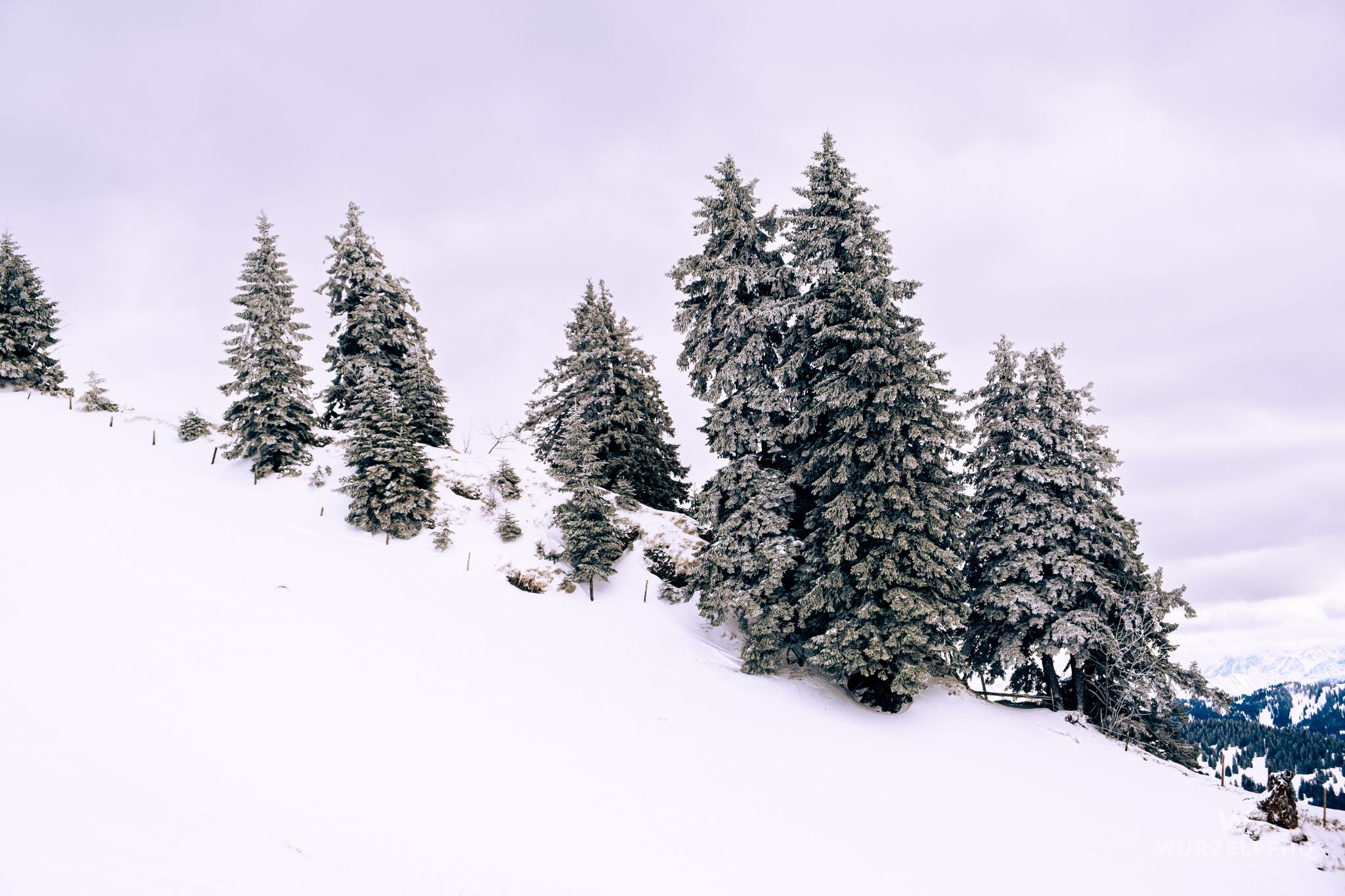 Verschneite Tannengruppe