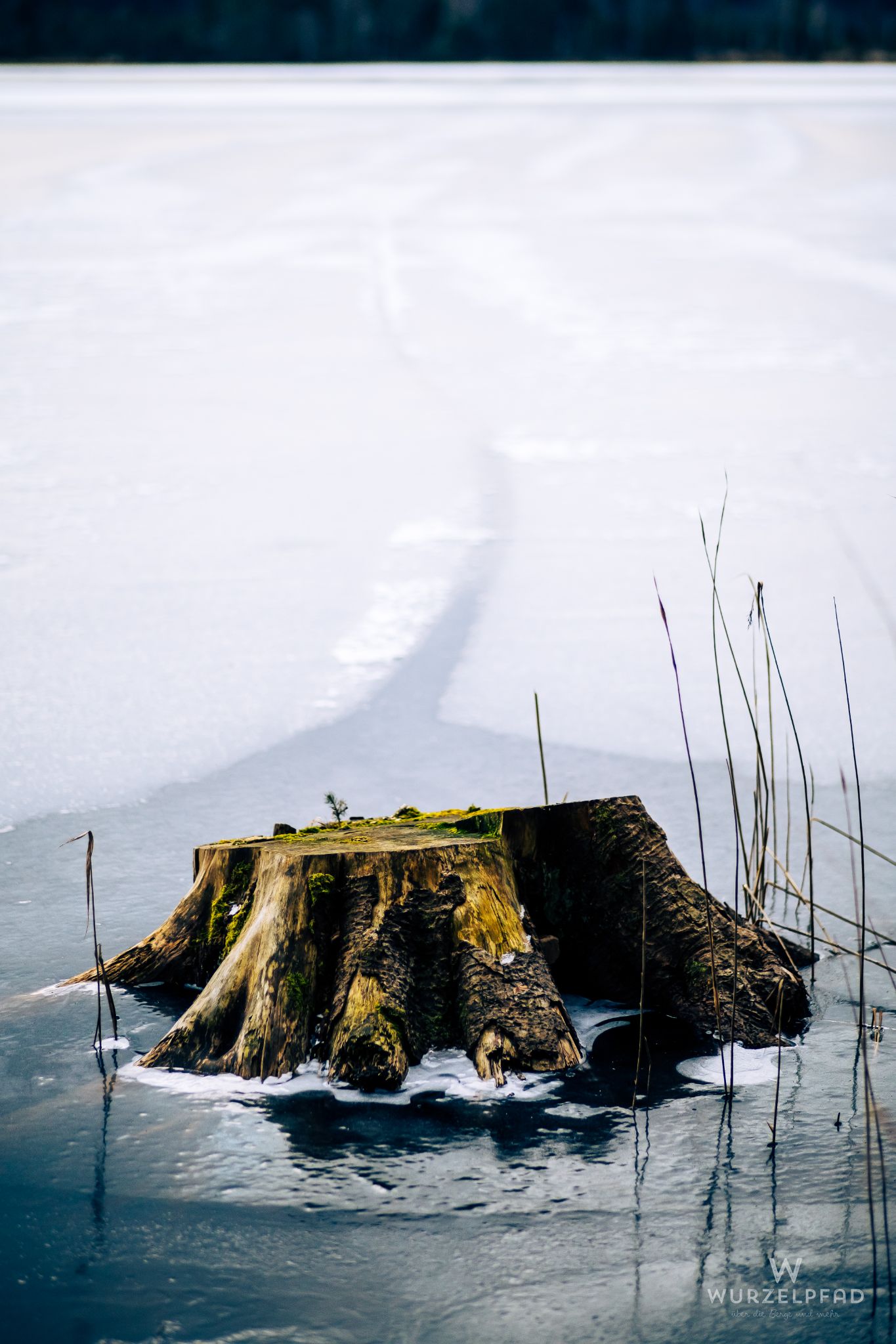 Eingeforener Baumstumpf